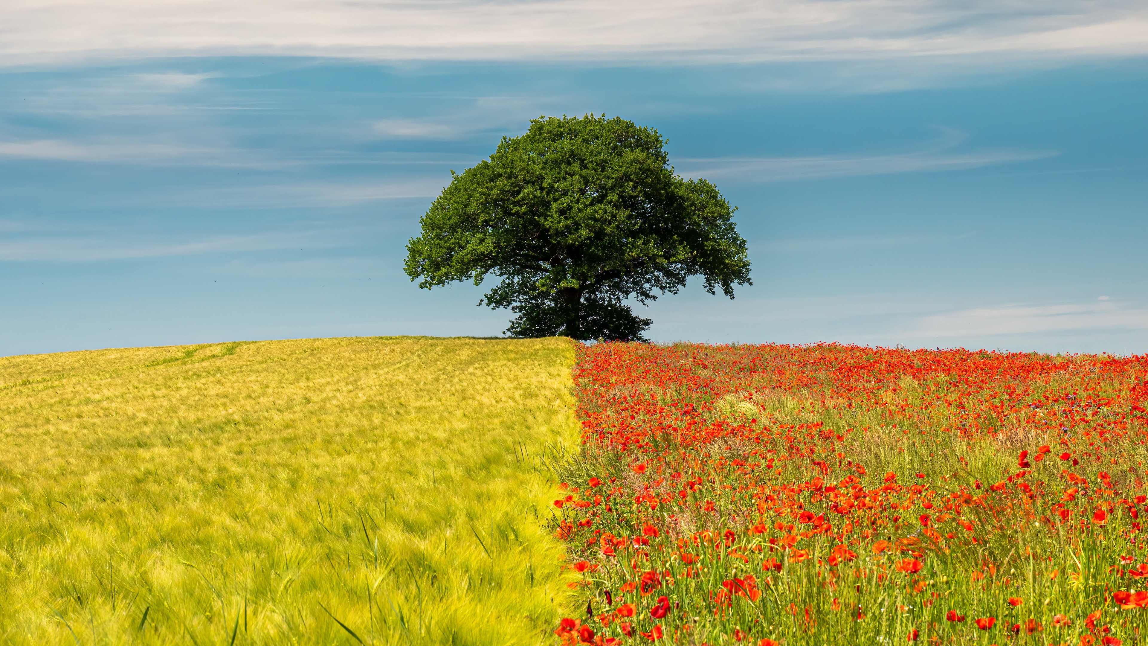 Download mobile wallpaper Nature, Summer, Wheat, Flower, Tree, Earth, Field, Red Flower for free.