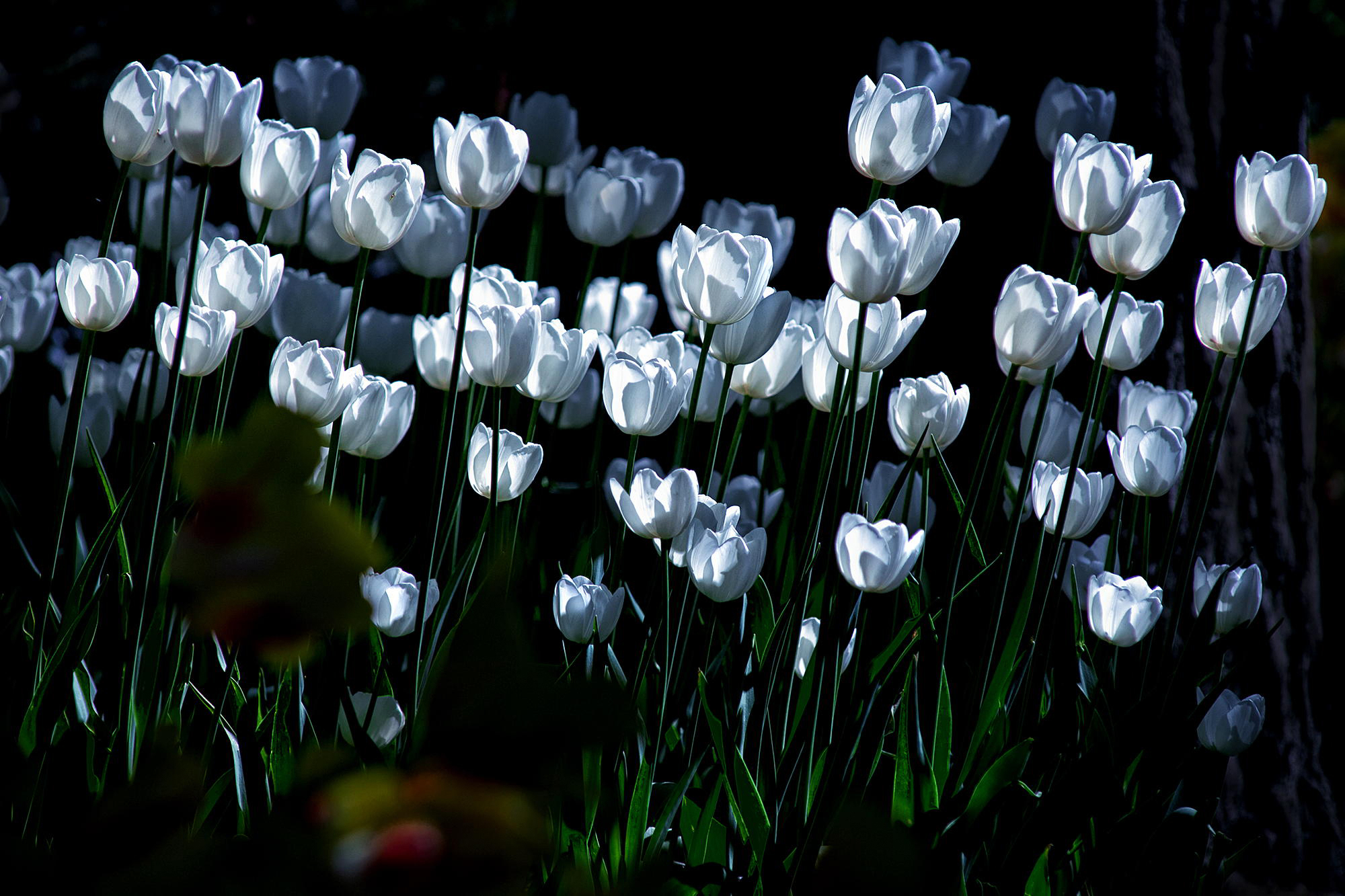 Handy-Wallpaper Tulpe, Weiße Blume, Blumen, Blume, Erde/natur kostenlos herunterladen.