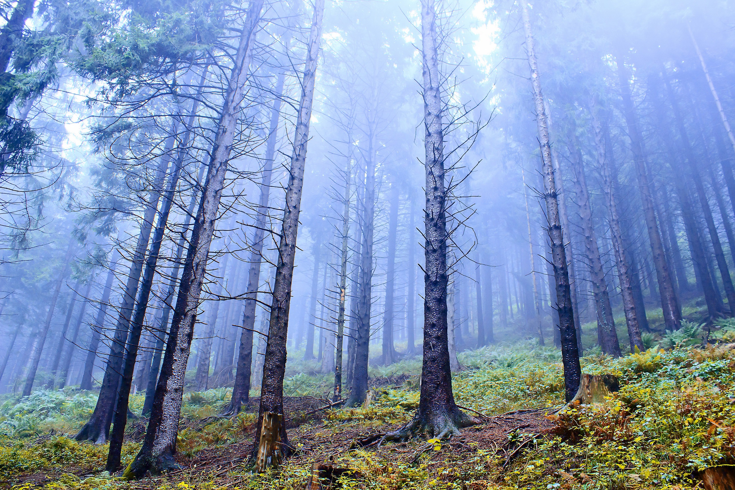 Download mobile wallpaper Nature, Forest, Tree, Fog, Earth for free.