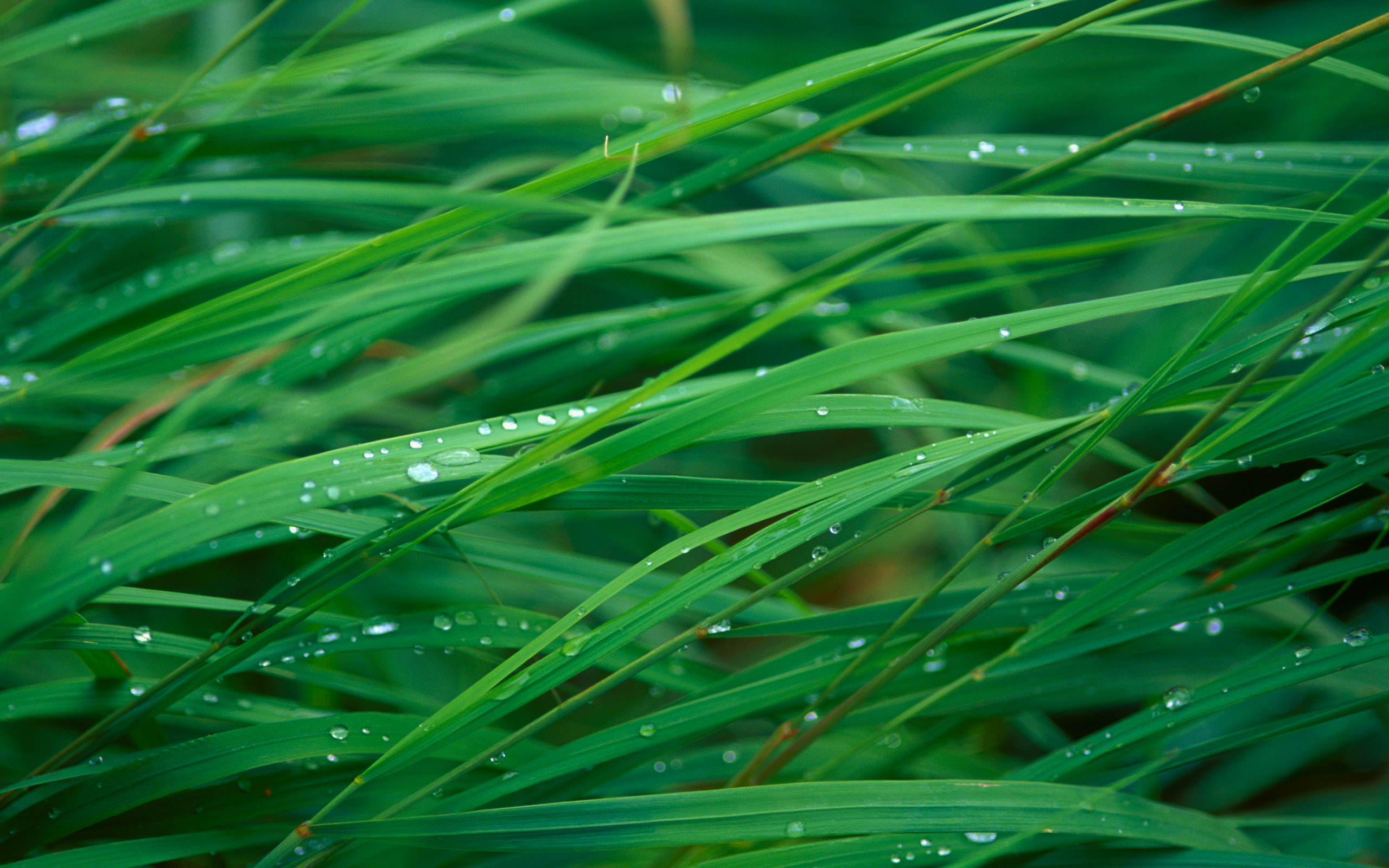 Free download wallpaper Grass, Earth, Water Drop on your PC desktop