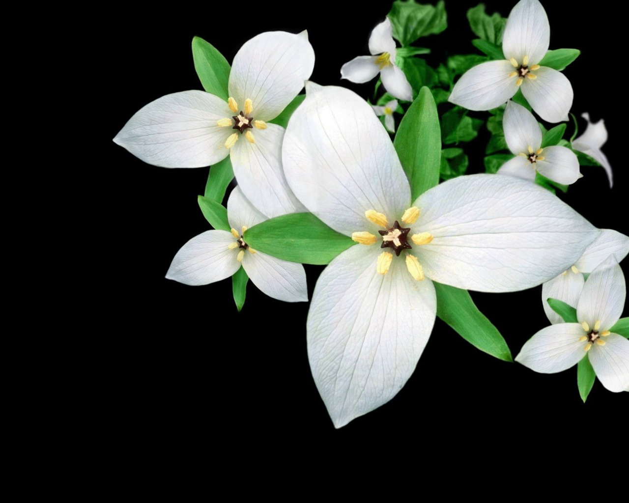 Téléchargez des papiers peints mobile Fleur, Terre/nature gratuitement.