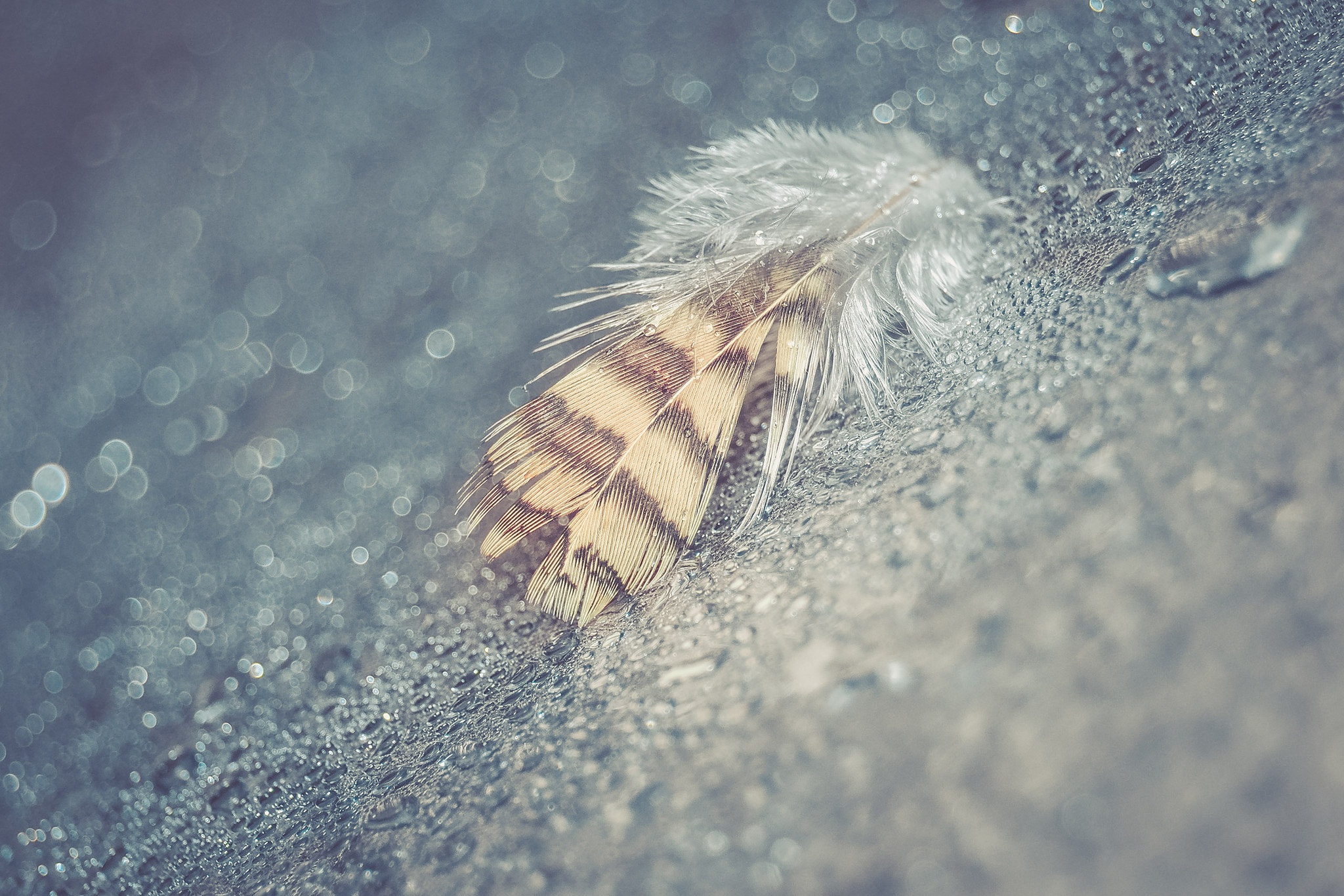 Download mobile wallpaper Feather, Macro, Bokeh, Photography, Water Drop for free.