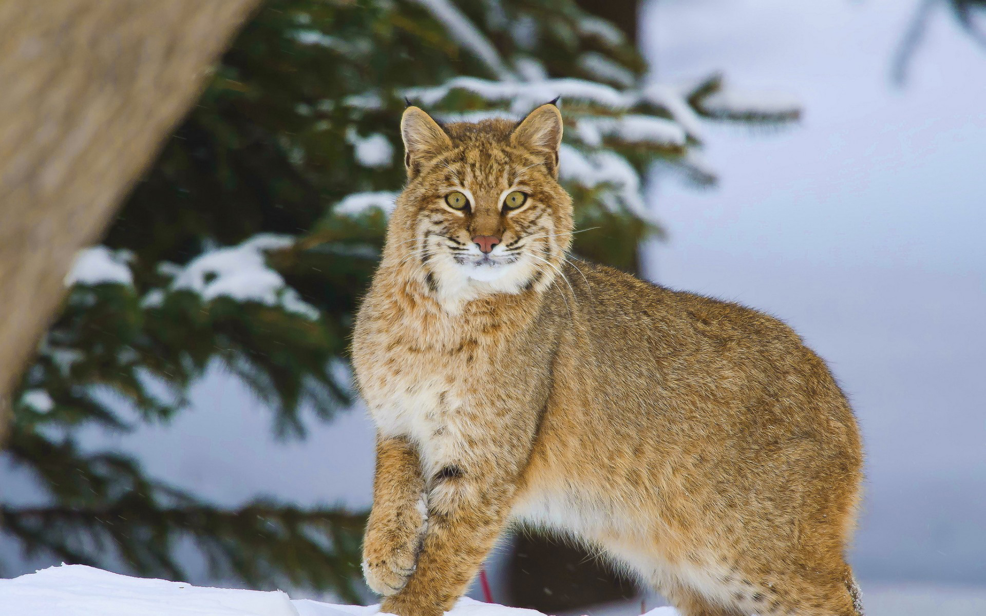 Handy-Wallpaper Luchs, Katzen, Tiere kostenlos herunterladen.