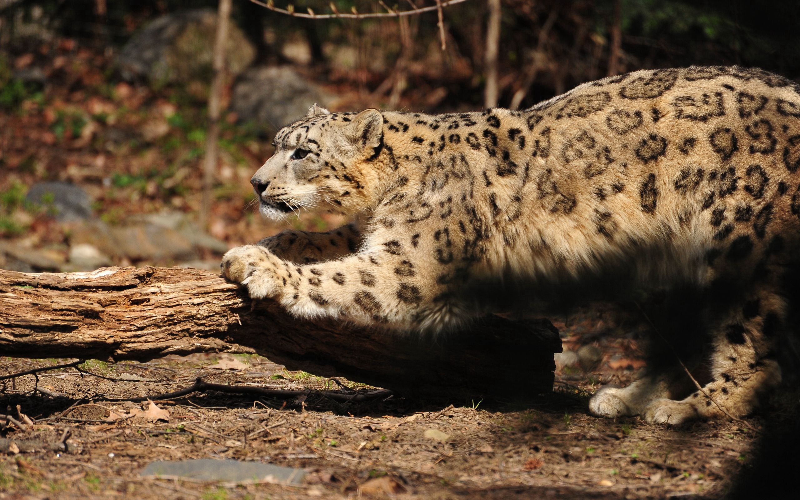 125176 télécharger l'image snow leopard, animaux, bois, arbre, aboyer, écorce, pleine conscience, attention, patte - fonds d'écran et économiseurs d'écran gratuits