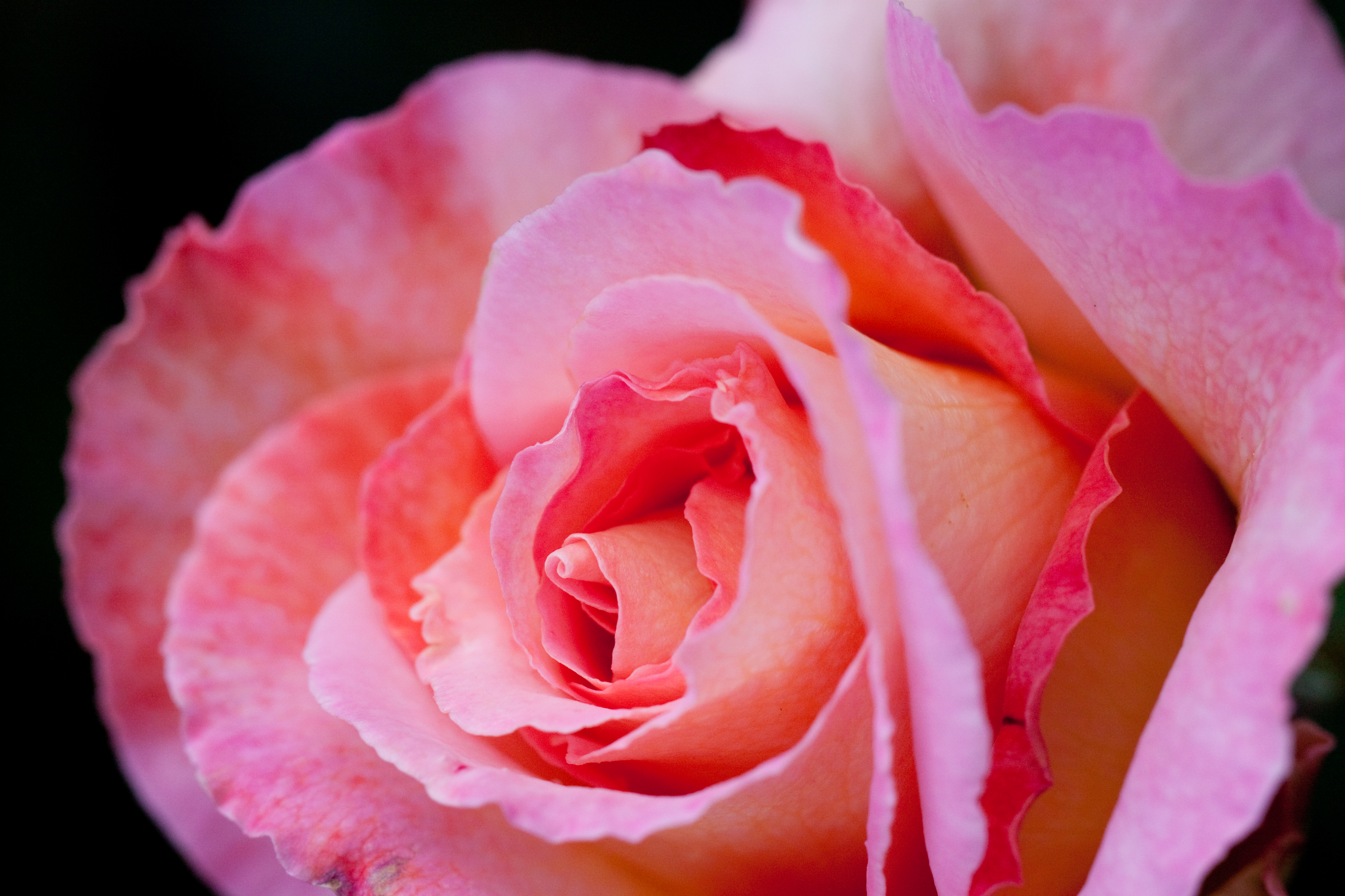 Laden Sie das Blumen, Rose, Erde/natur-Bild kostenlos auf Ihren PC-Desktop herunter