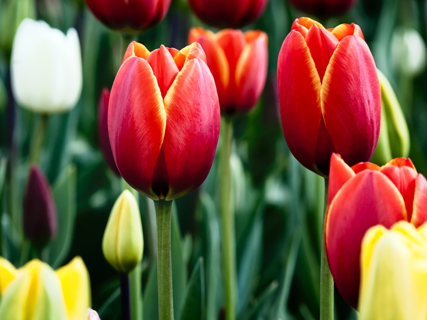 Téléchargez gratuitement l'image Plantes, Tulipes, Fleurs sur le bureau de votre PC