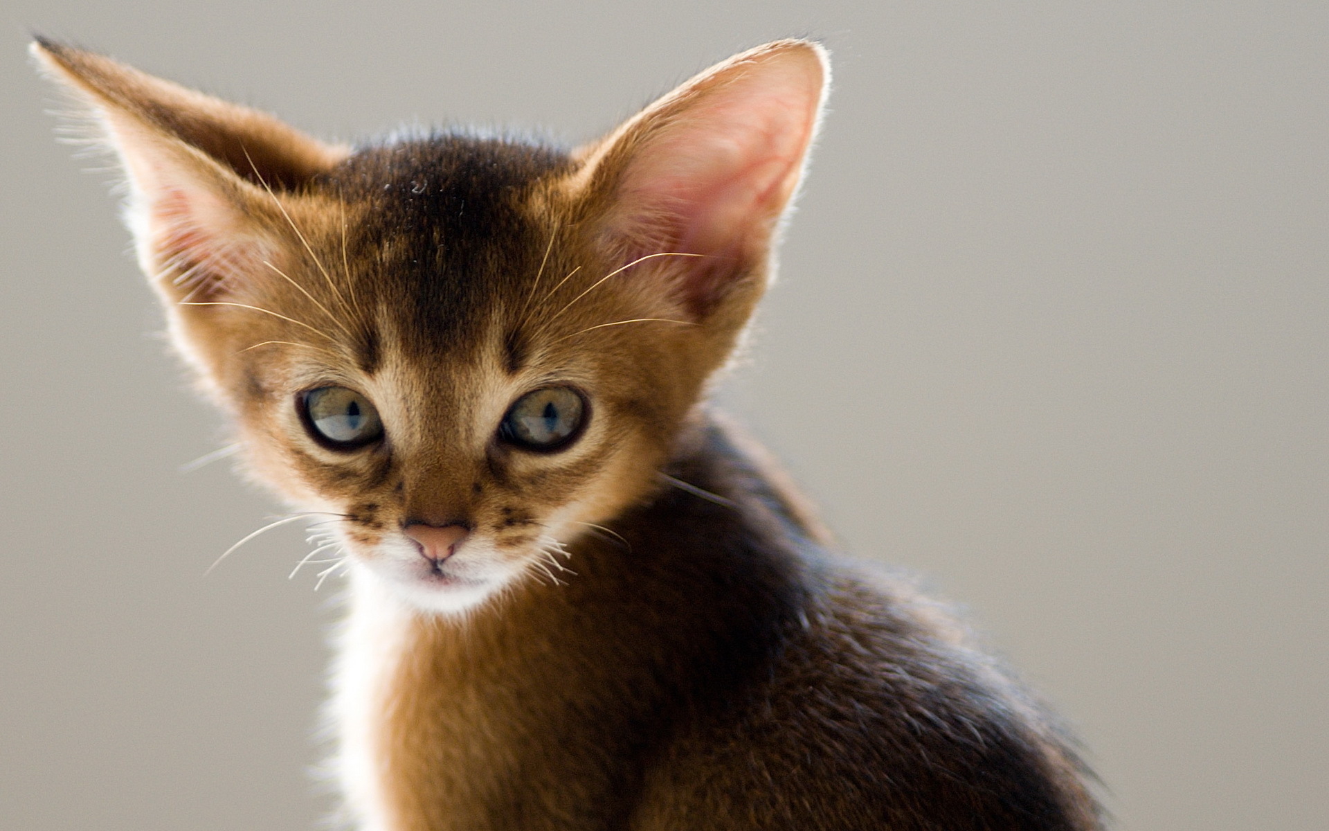 Téléchargez des papiers peints mobile Animaux, Chat gratuitement.