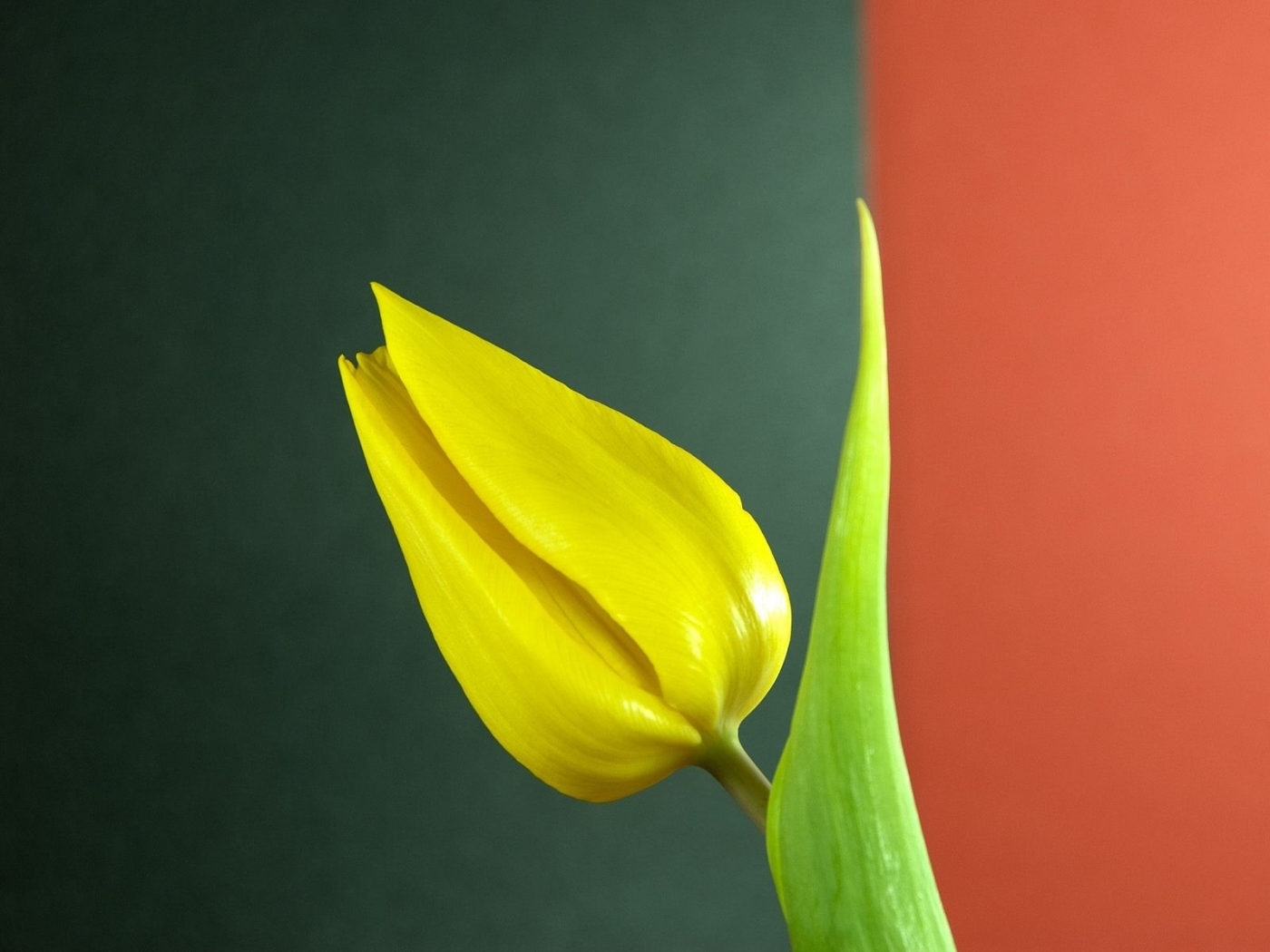Laden Sie das Blumen, Pflanzen, Tulpen-Bild kostenlos auf Ihren PC-Desktop herunter