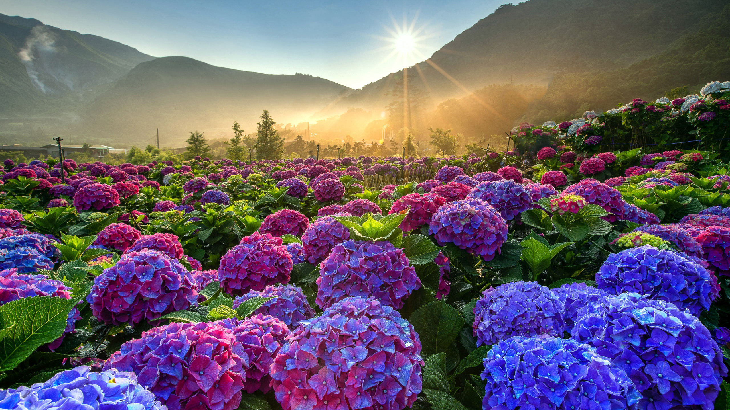 Baixe gratuitamente a imagem Flores, Hortênsia, Terra/natureza na área de trabalho do seu PC