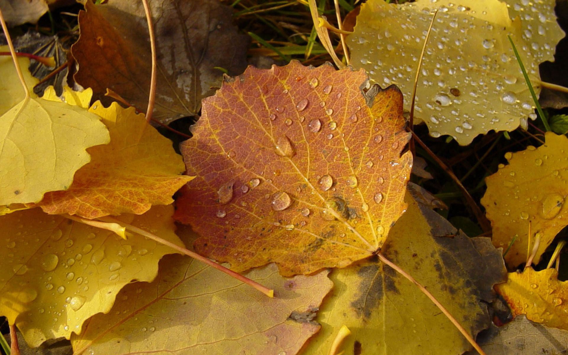 Скачать картинку Природа, Листья, Капли, Осень в телефон бесплатно.