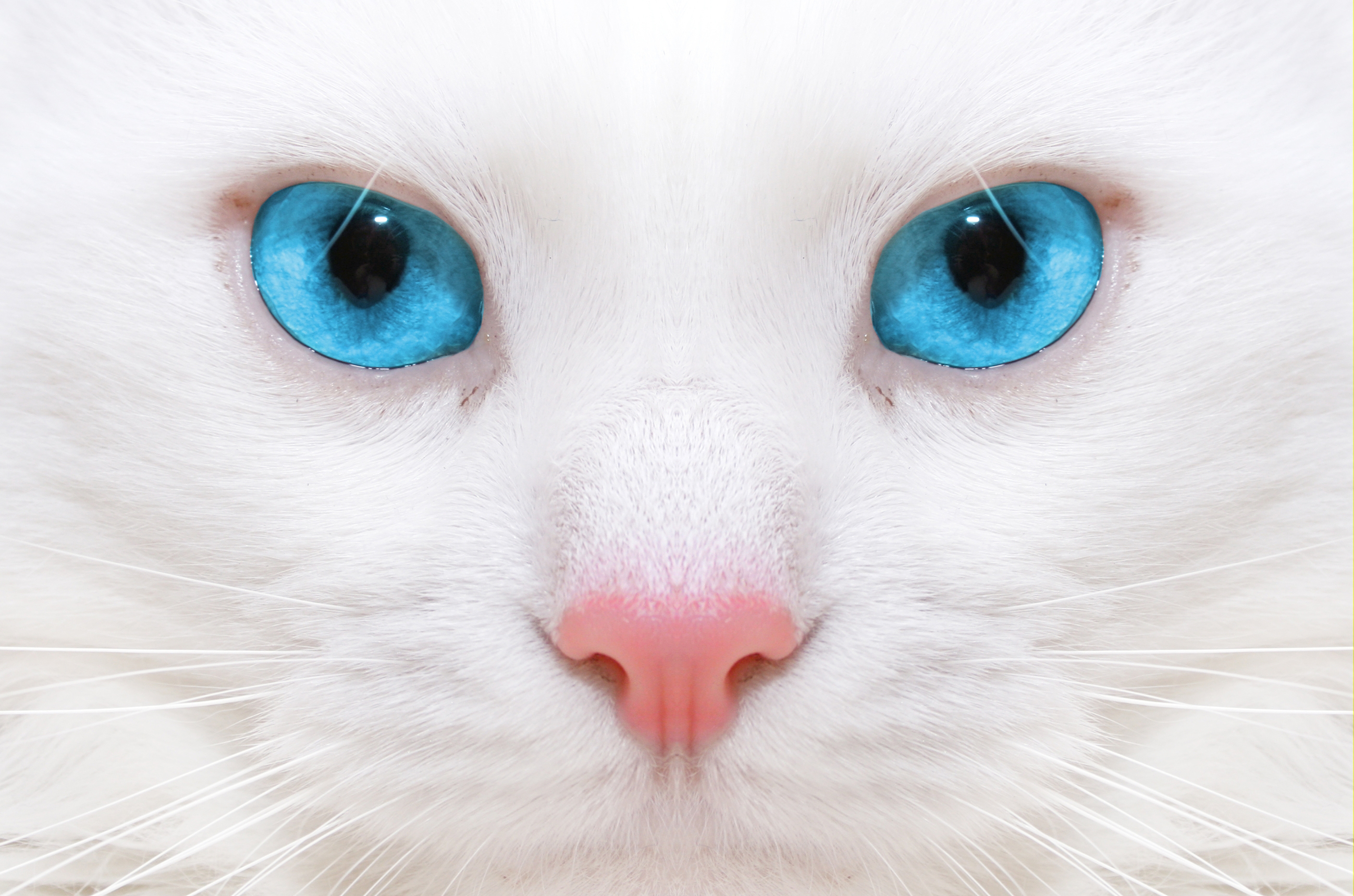 108498 скачать обои белая кошка, макро, животные, котенок, красивая - заставки и картинки бесплатно