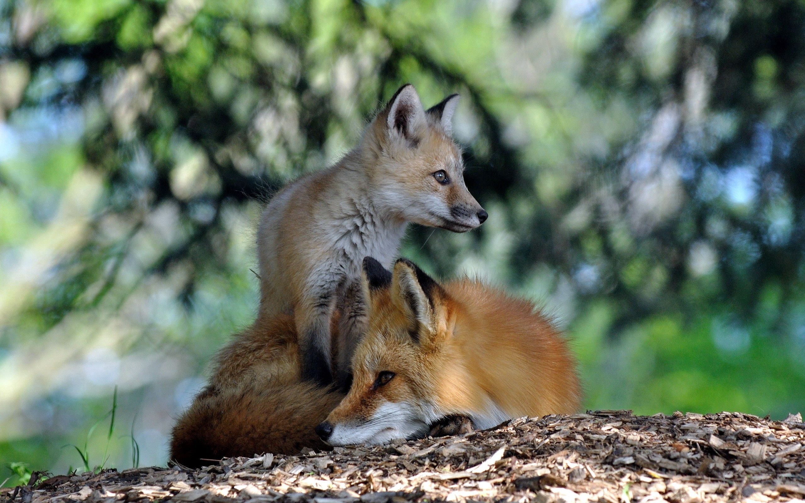Laden Sie das Sich Hinlegen, Grass, Paar, Liegen, Ein Fuchs, Wald, Fuchs, Tiere-Bild kostenlos auf Ihren PC-Desktop herunter