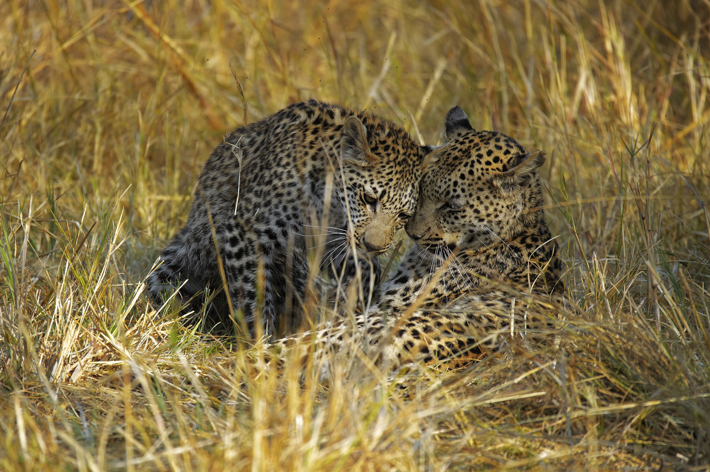 Handy-Wallpaper Tiere, Katzen, Leopard kostenlos herunterladen.