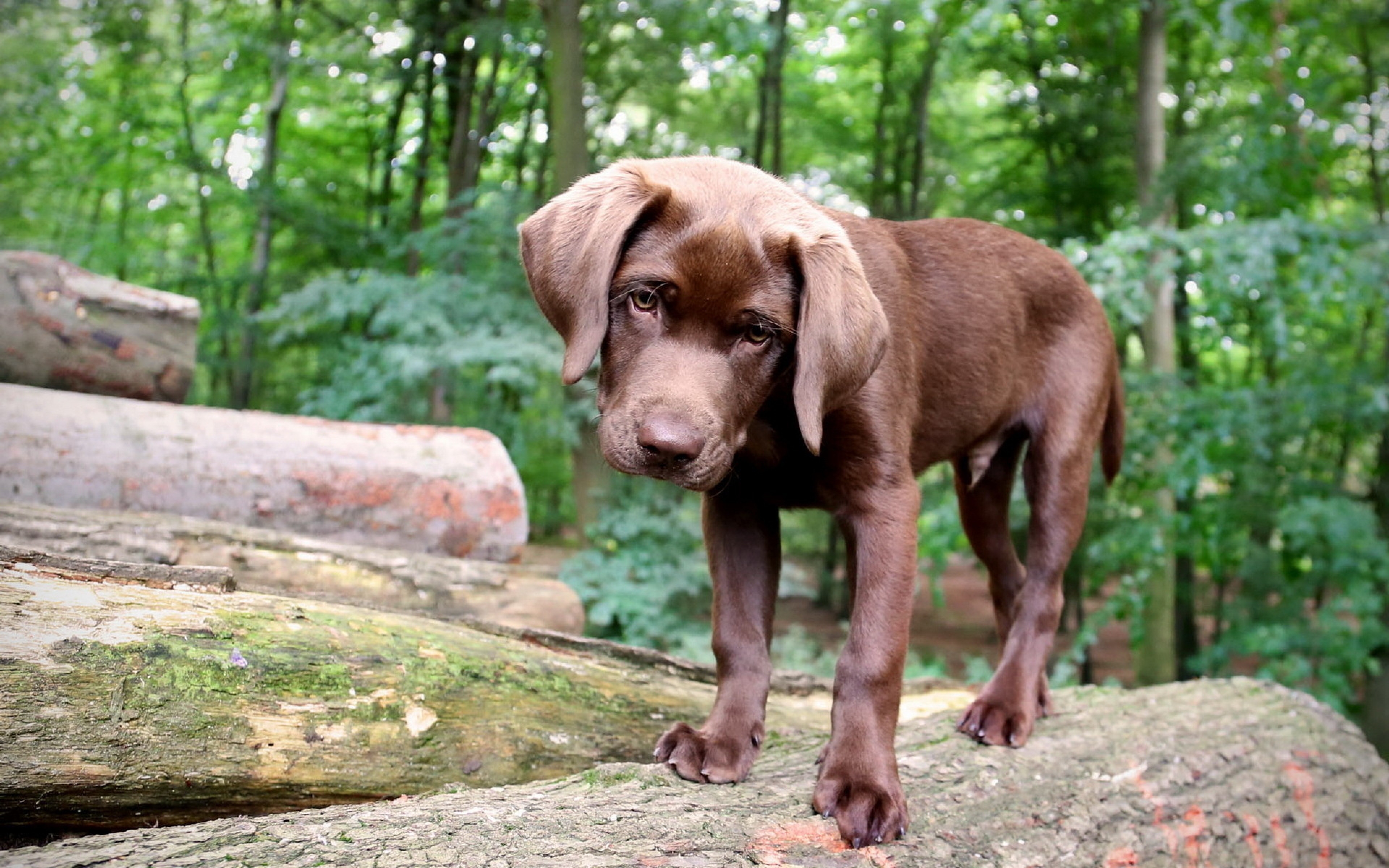 Descarga gratuita de fondo de pantalla para móvil de Animales, Perro.