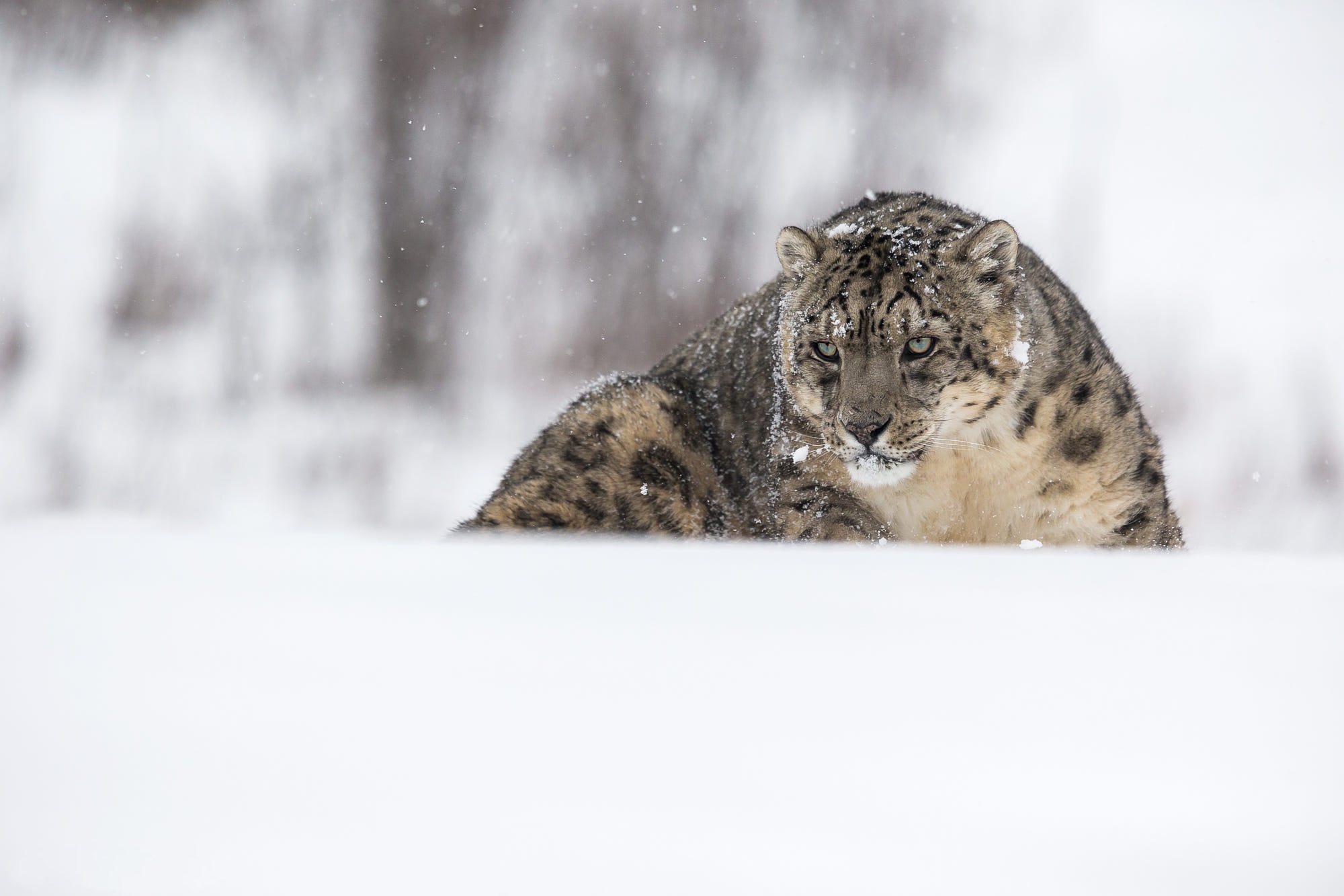 Descarga gratuita de fondo de pantalla para móvil de Animales, Gatos, Nieve, Leopardo De Las Nieves.