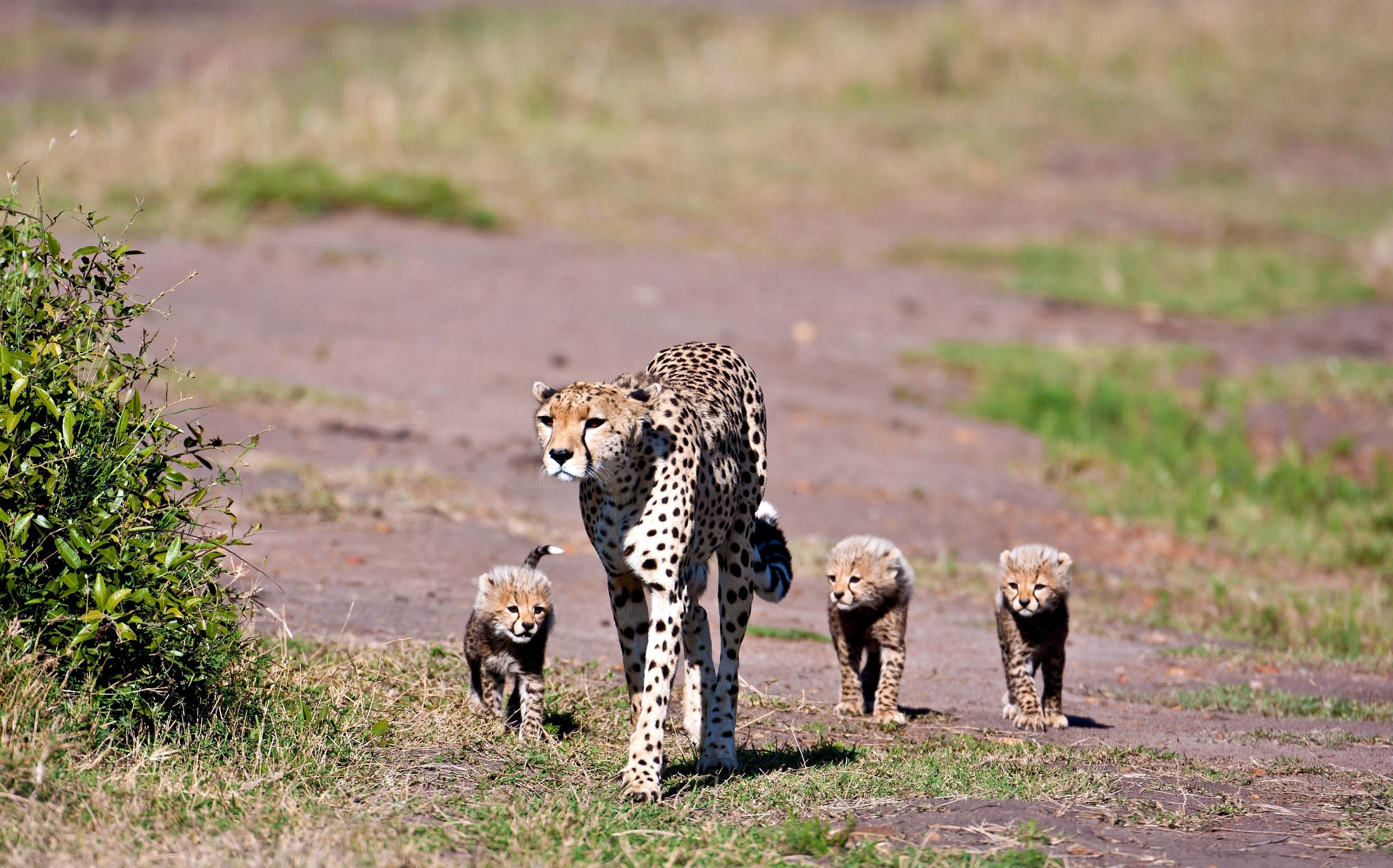 cubs, animals, leopards, young, stroll