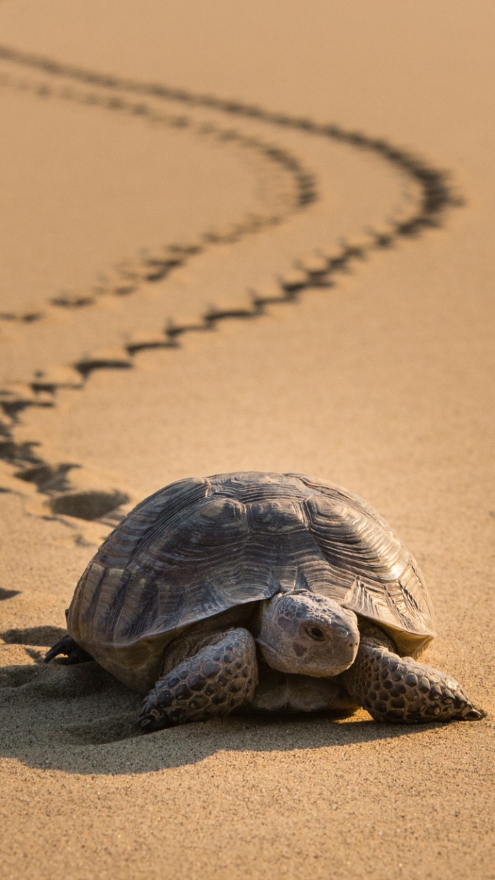 Download mobile wallpaper Turtles, Sand, Desert, Animal, Turtle, Tortoise for free.