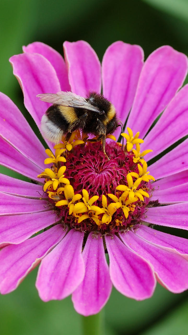 Download mobile wallpaper Flower, Insect, Animal, Bumblebee, Pink Flower for free.