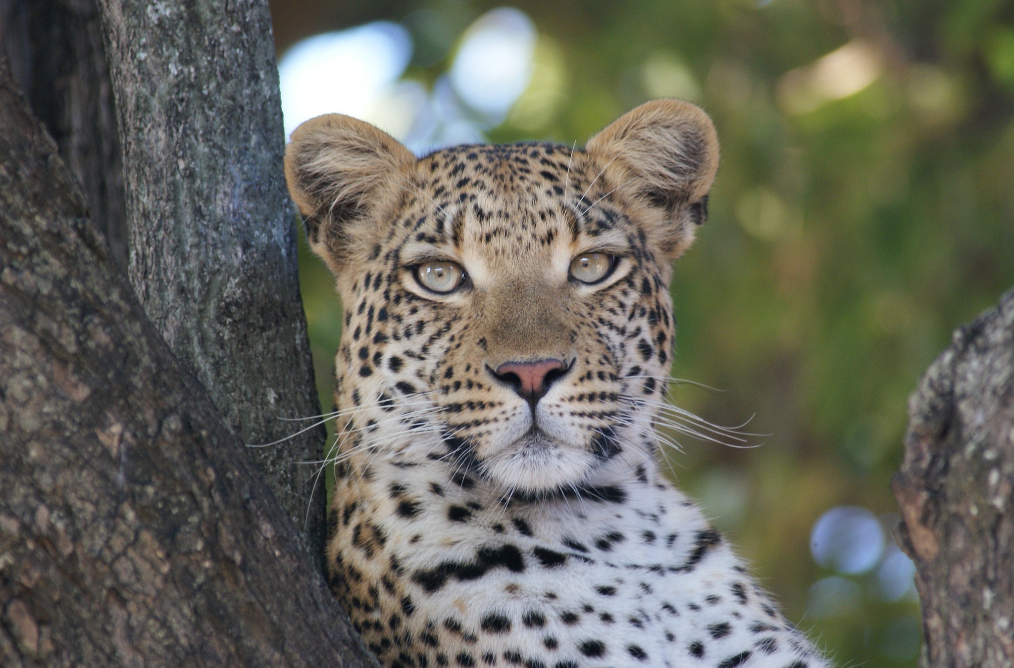 Download mobile wallpaper Leopard, Cats, Tree, Animal for free.