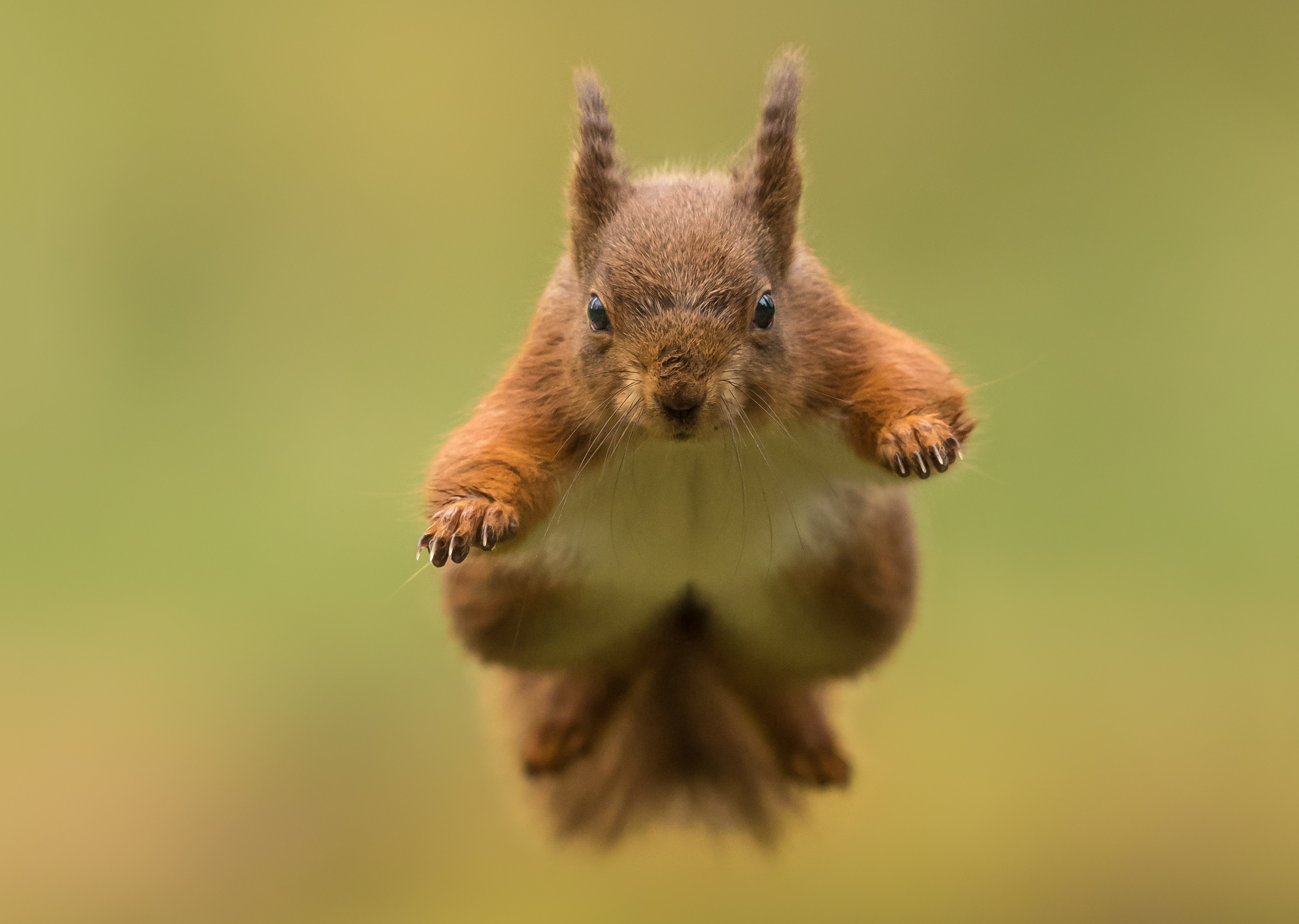 Download mobile wallpaper Squirrel, Animal, Jump, Rodent for free.