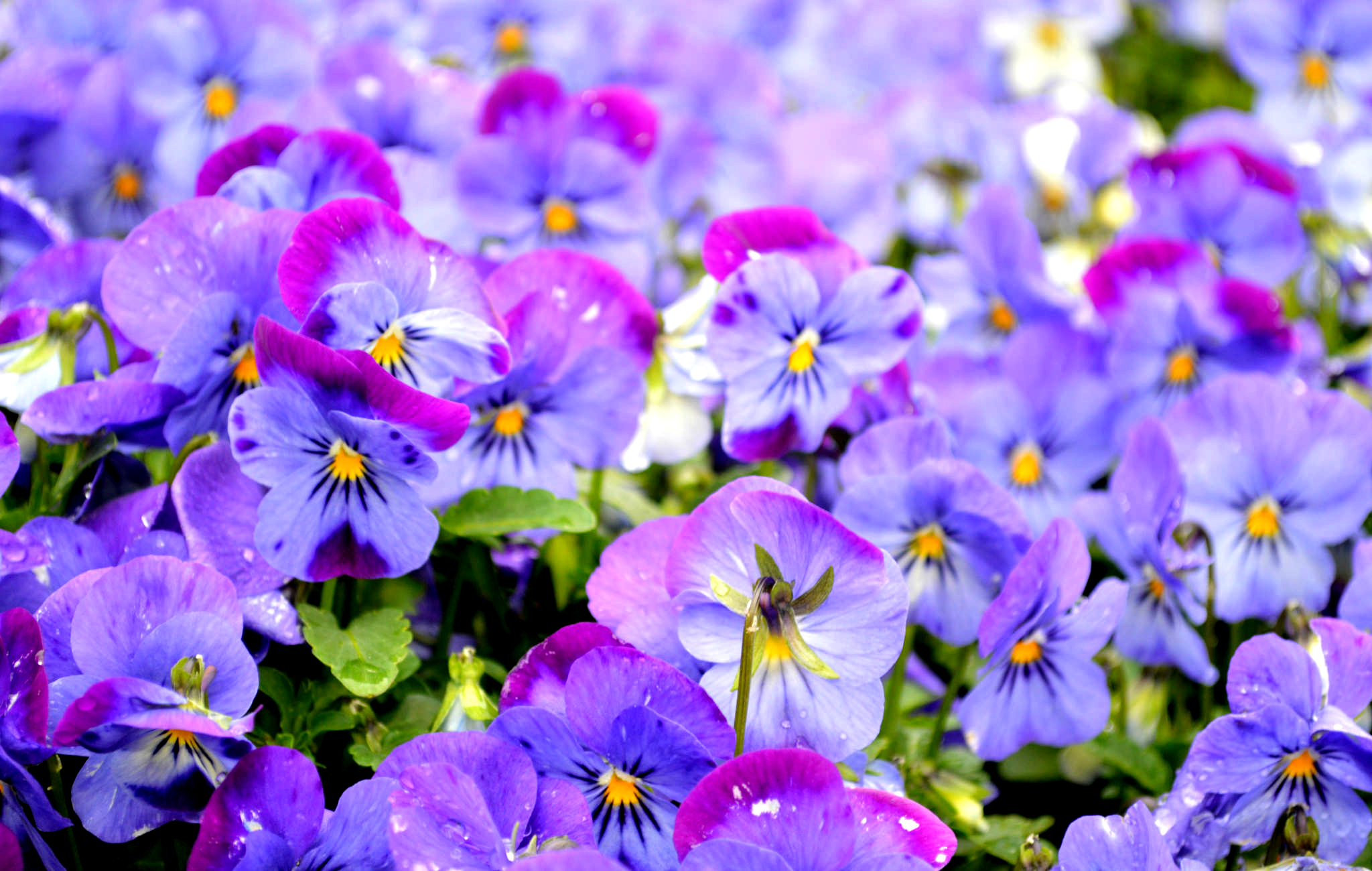 Descarga gratuita de fondo de pantalla para móvil de Flores, Flor, Flor Purpura, Tierra/naturaleza, Viola × Wittrockiana.