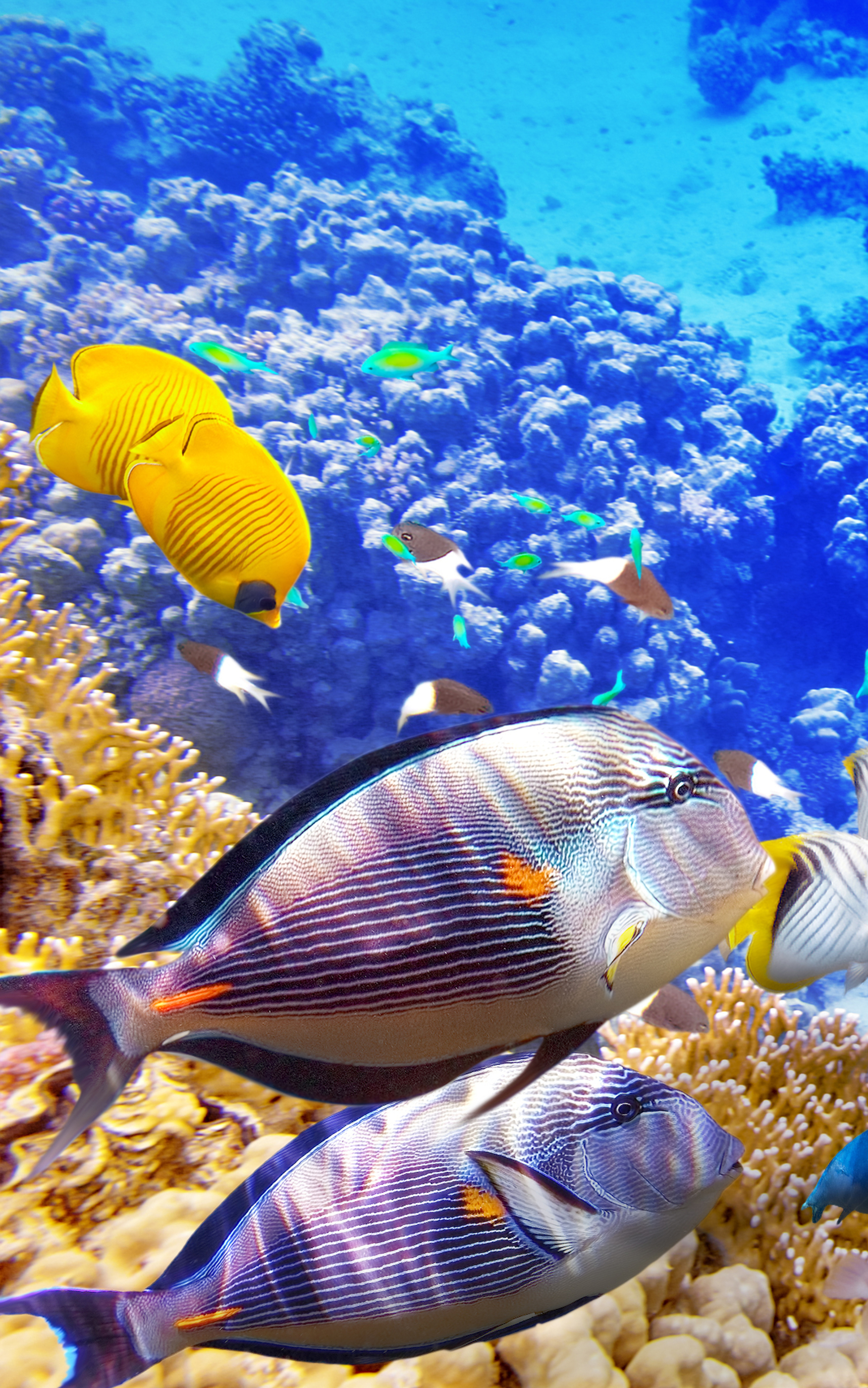 無料モバイル壁紙動物, 魚, サンゴ礁, 水中, 海の生物, マンタレイをダウンロードします。