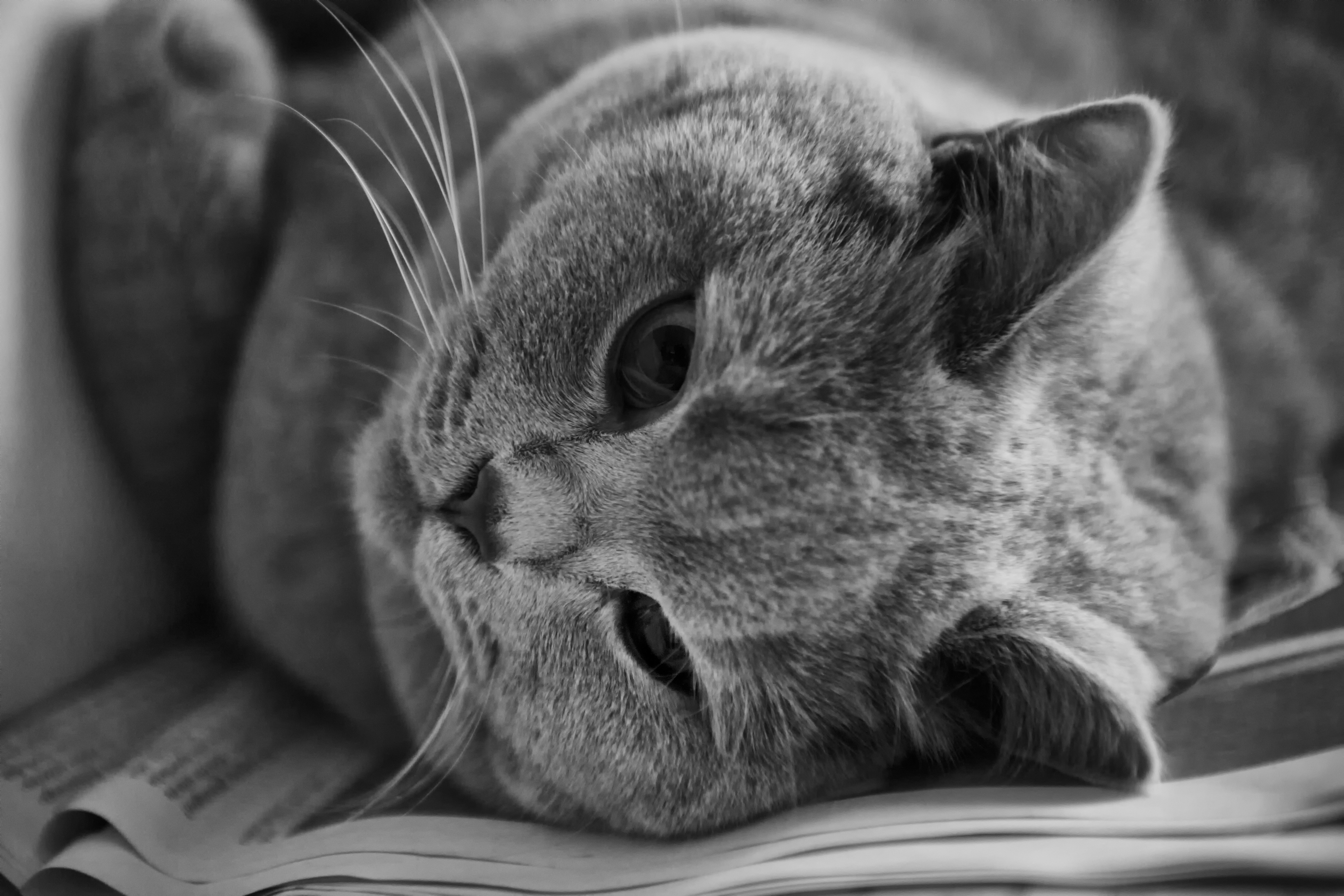 Laden Sie das Tiere, Katzen, Katze, Schwarz Weiß-Bild kostenlos auf Ihren PC-Desktop herunter