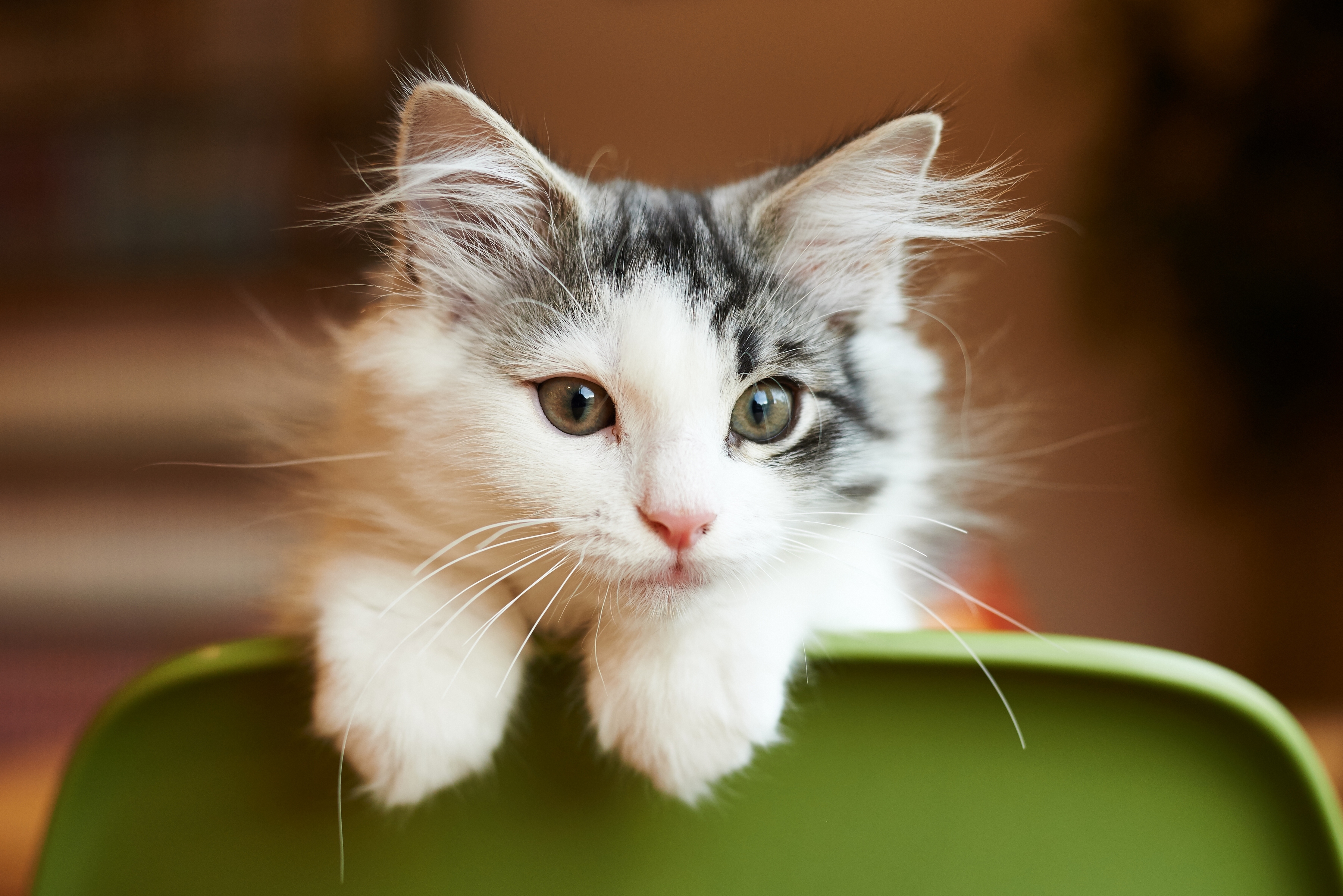 Baixe gratuitamente a imagem Animais, Gatos, Gato, Gatinho, Focinho na área de trabalho do seu PC