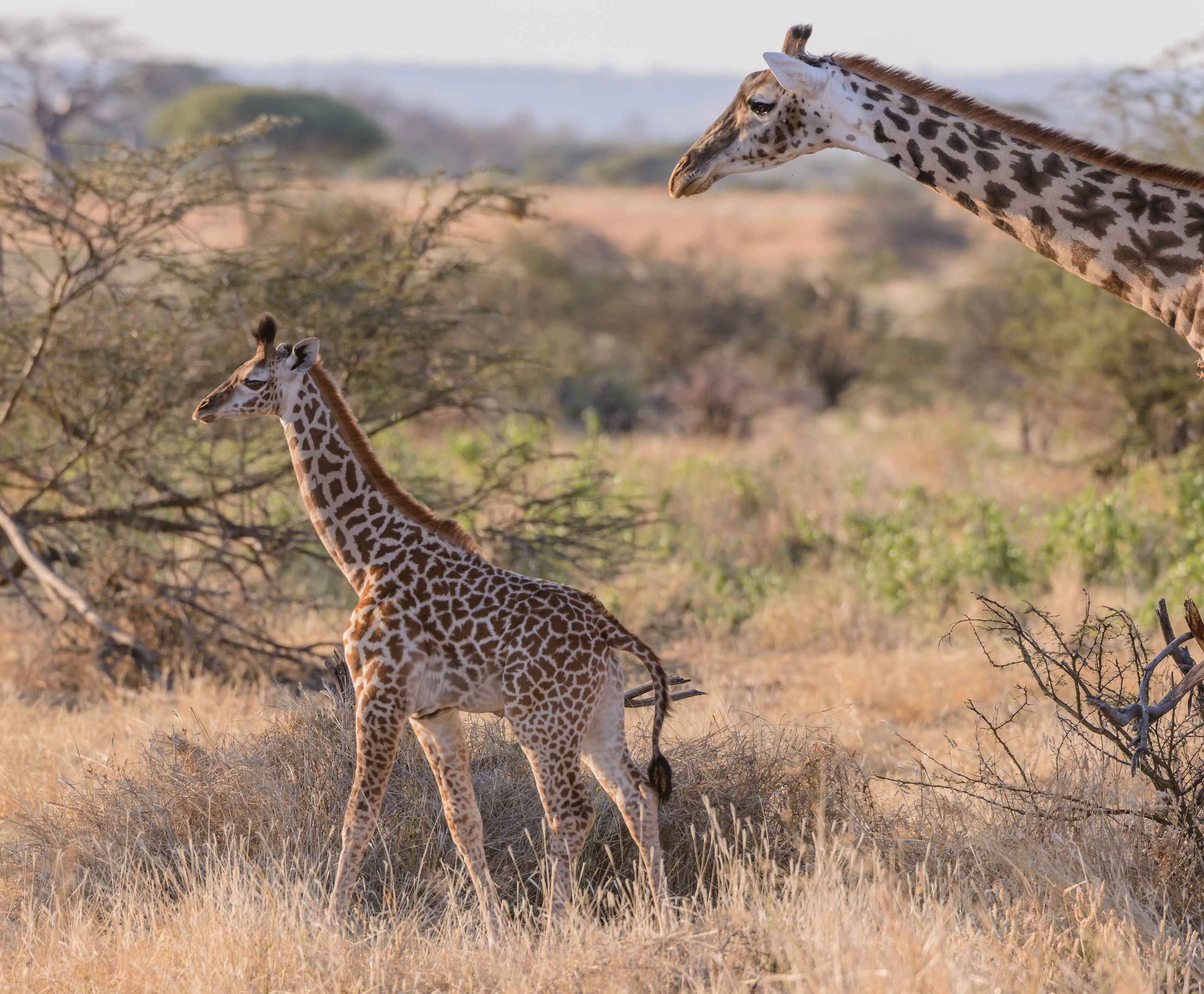 Laden Sie das Tiere, Giraffe, Tierbaby, Savanne, Tiefenschärfe-Bild kostenlos auf Ihren PC-Desktop herunter