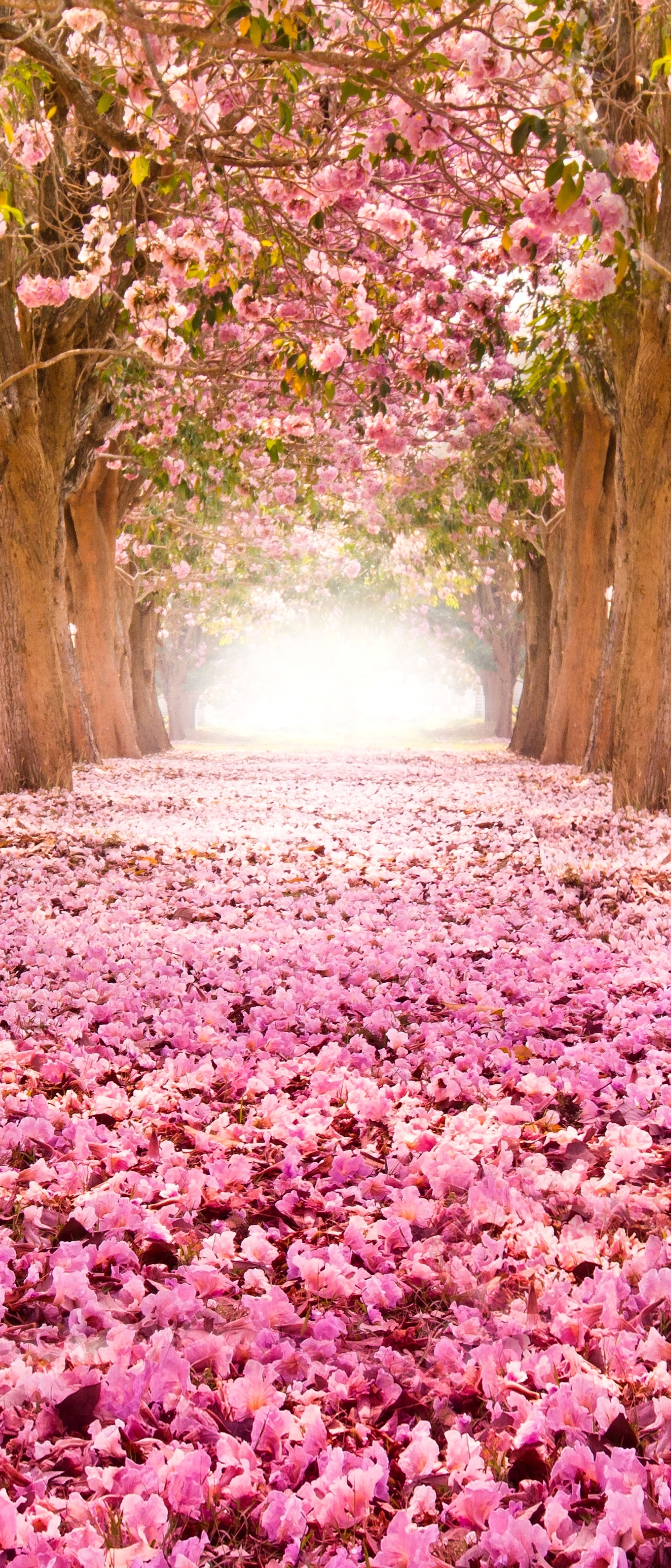 Download mobile wallpaper Sakura, Park, Earth, Spring, Blossom, Pink Flower for free.
