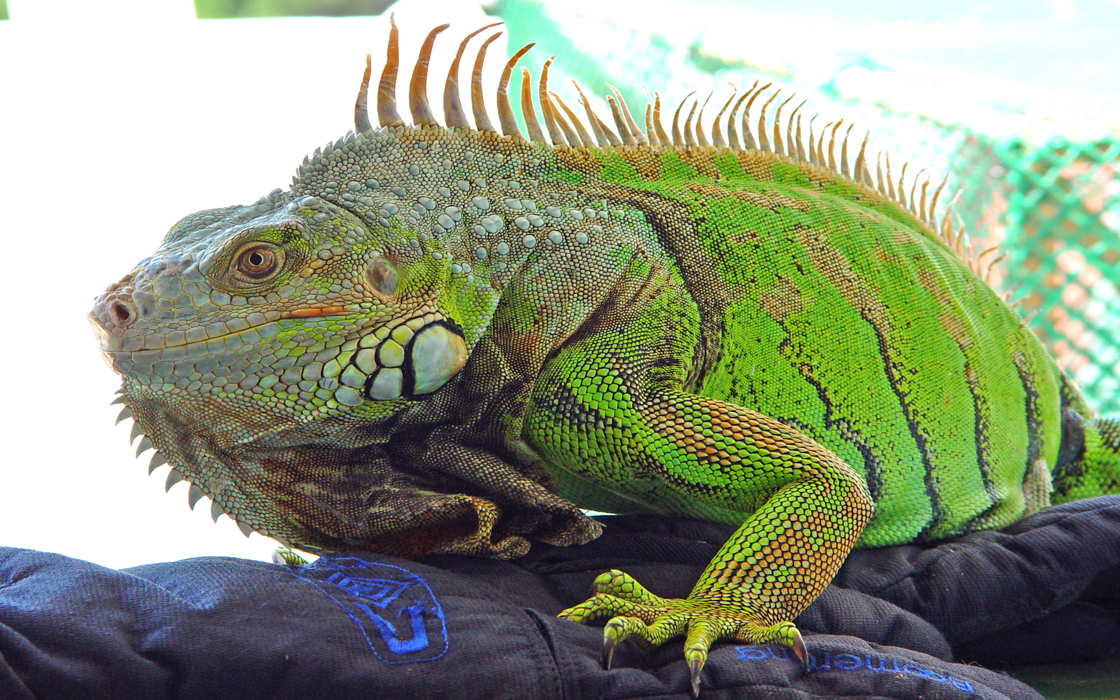 Free download wallpaper Iguana, Lizard, Reptiles, Animal on your PC desktop