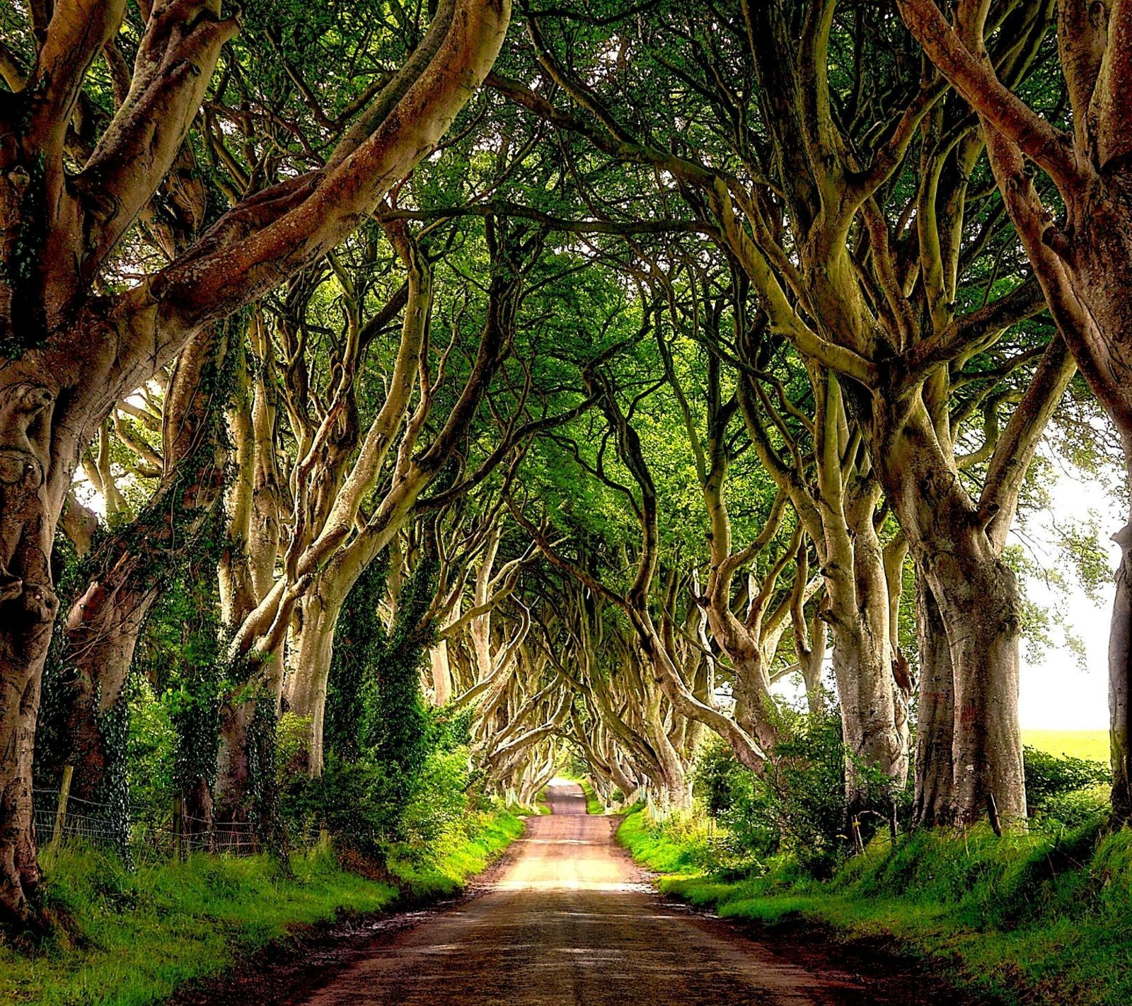 743946 завантажити шпалери створено людиною, дорога, зелень, ірландія, дерево, скручене дерево - заставки і картинки безкоштовно