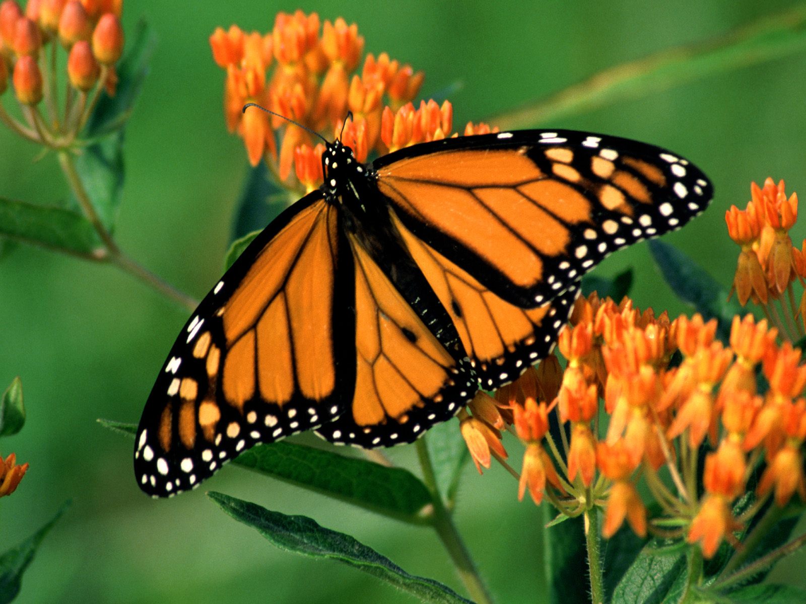 748340 baixar papel de parede animais, borboleta, flor, borboleta monarca, cor laranja) - protetores de tela e imagens gratuitamente