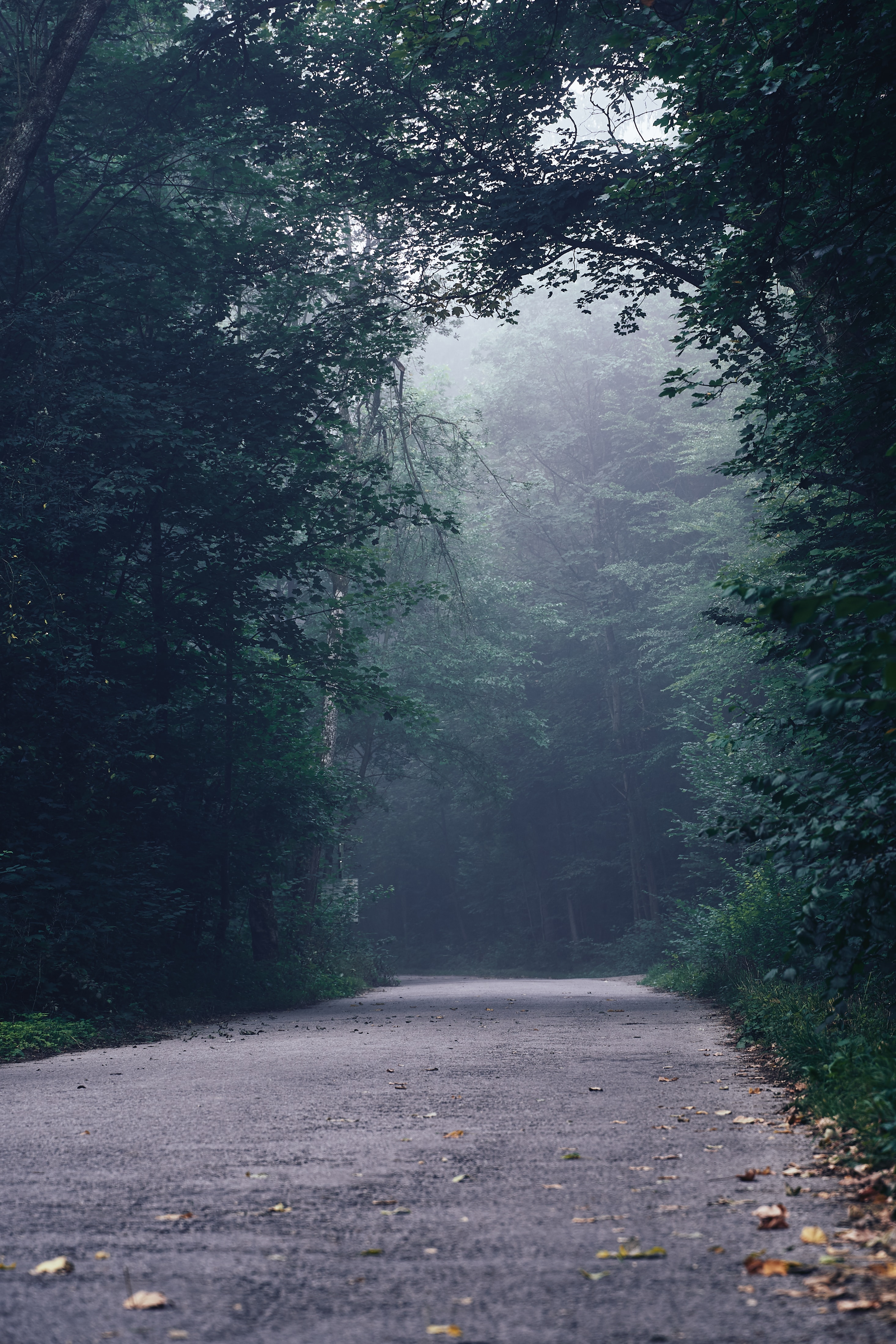 Download mobile wallpaper Forest, Trees, Turn, Fog, Road, Nature for free.