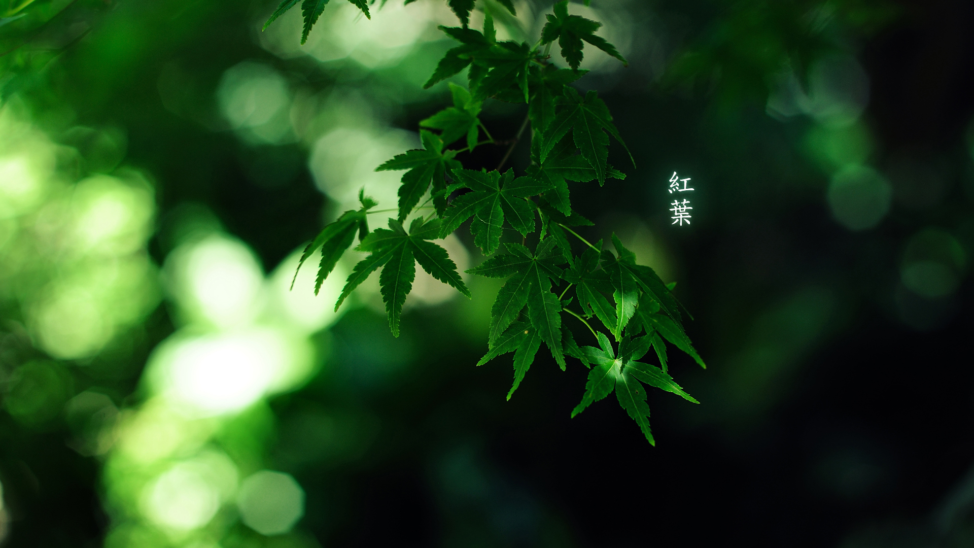 Laden Sie das Blatt, Erde/natur-Bild kostenlos auf Ihren PC-Desktop herunter