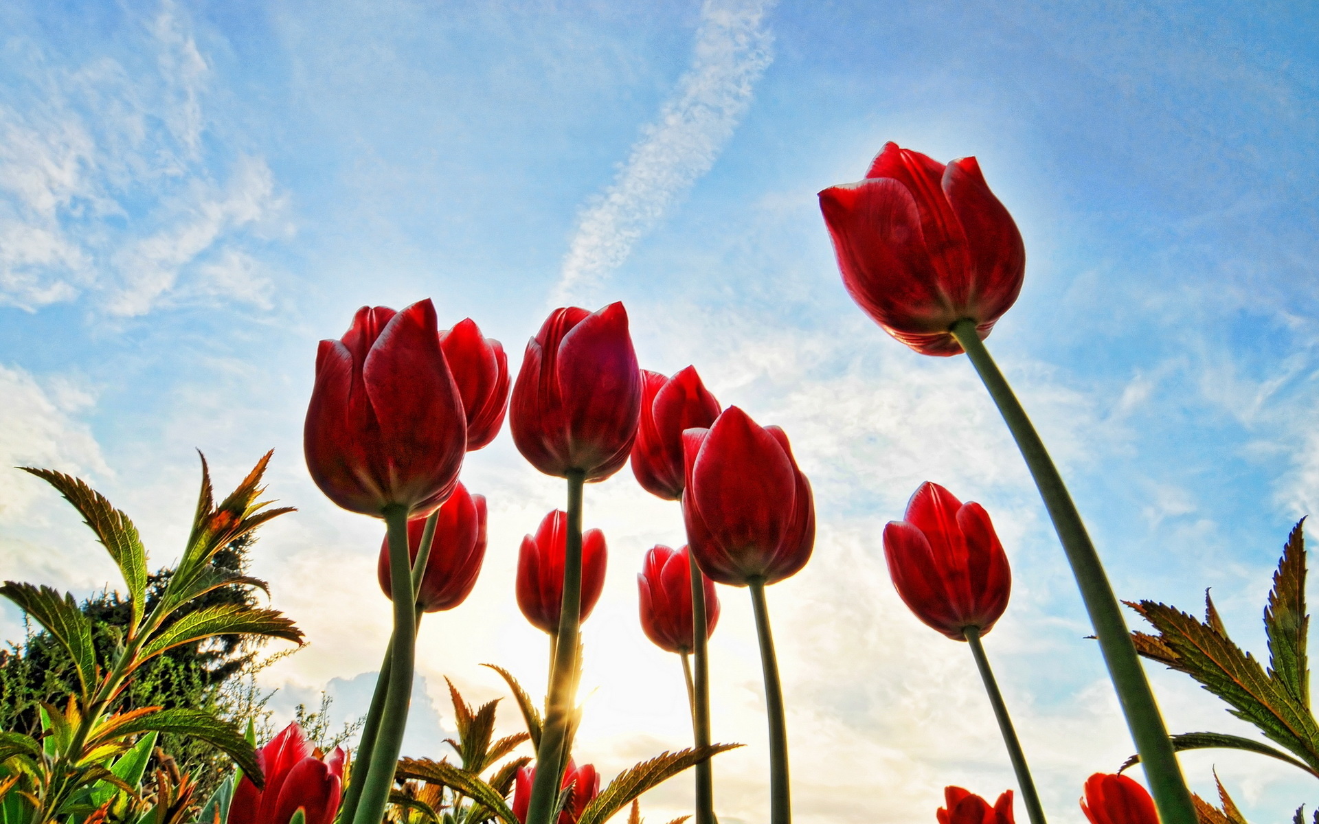 Handy-Wallpaper Tulpe, Blumen, Blume, Erde/natur kostenlos herunterladen.