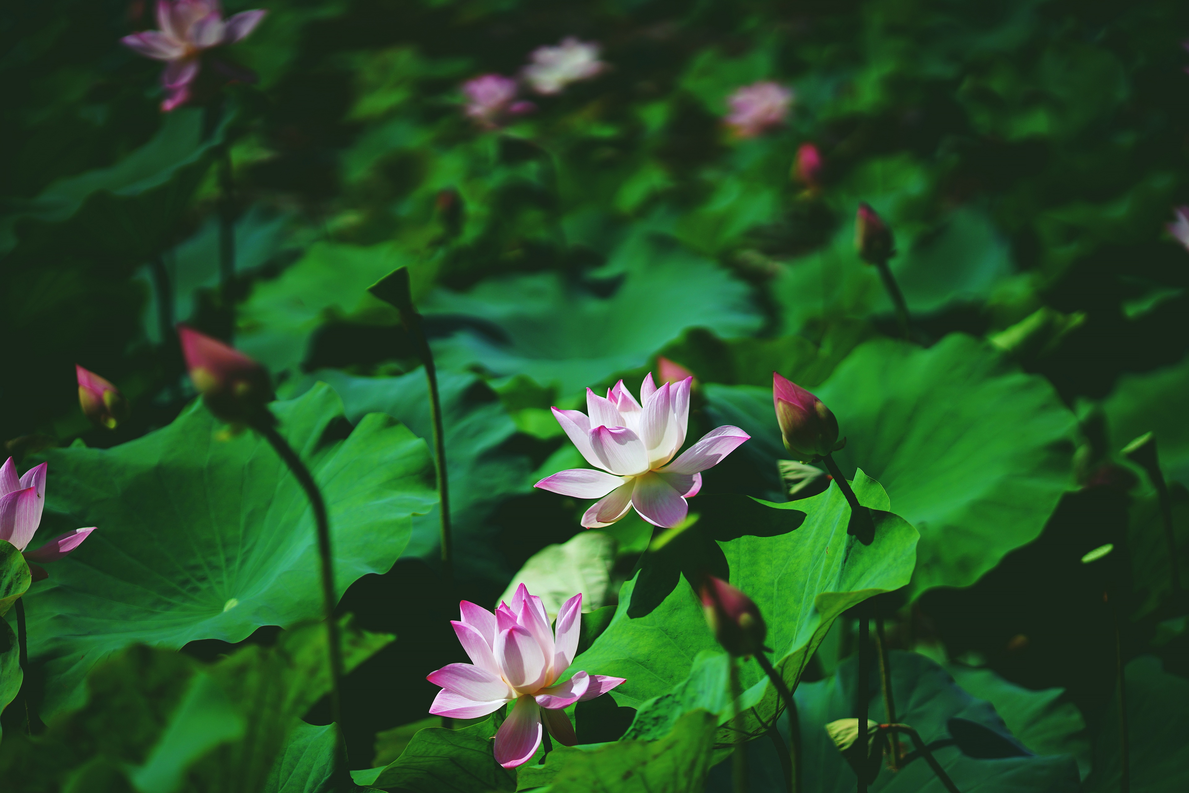 Téléchargez gratuitement l'image Fleurs, Lotus, Terre/nature sur le bureau de votre PC