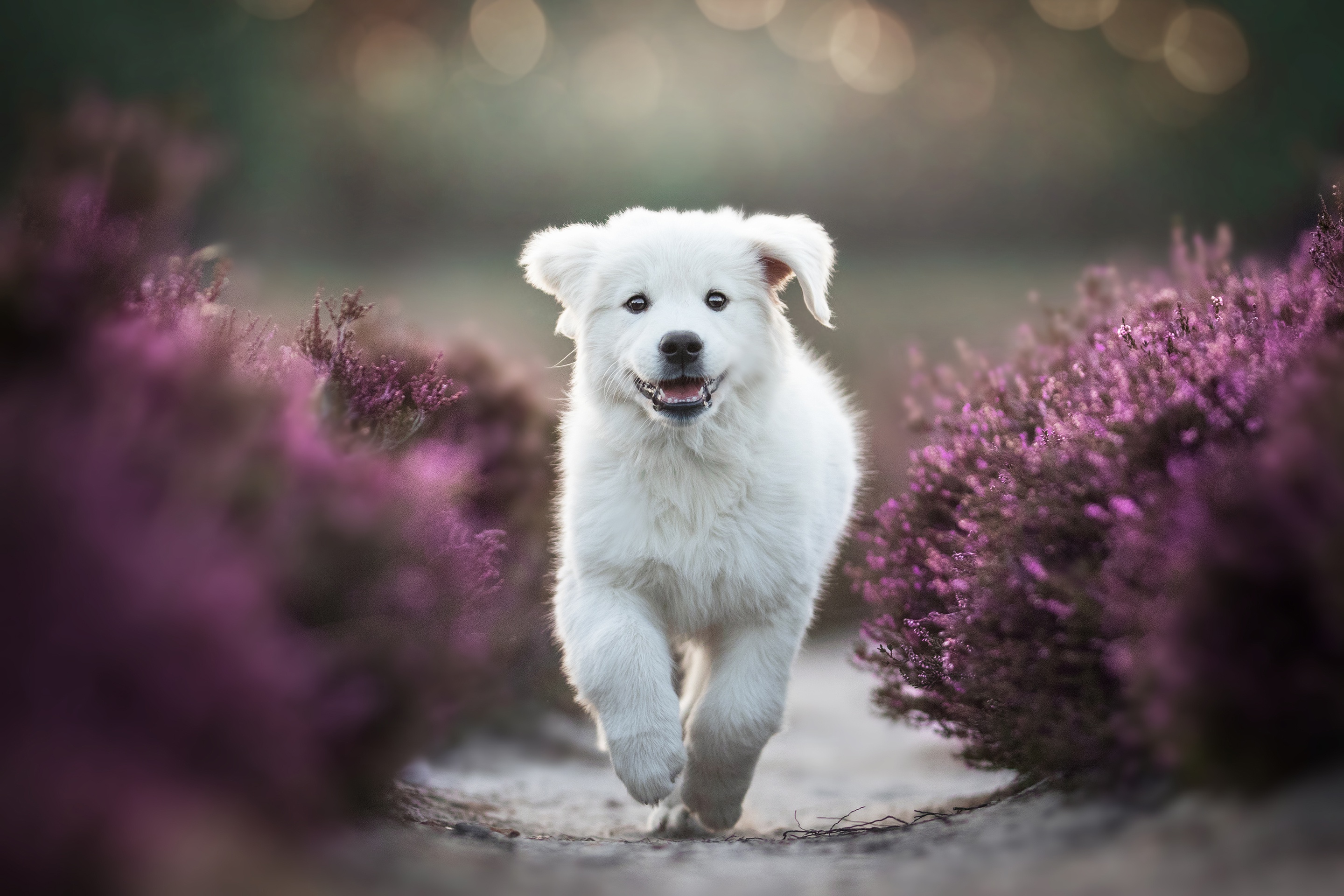 Download mobile wallpaper Dogs, Dog, Animal, Puppy, Lavender, Baby Animal for free.