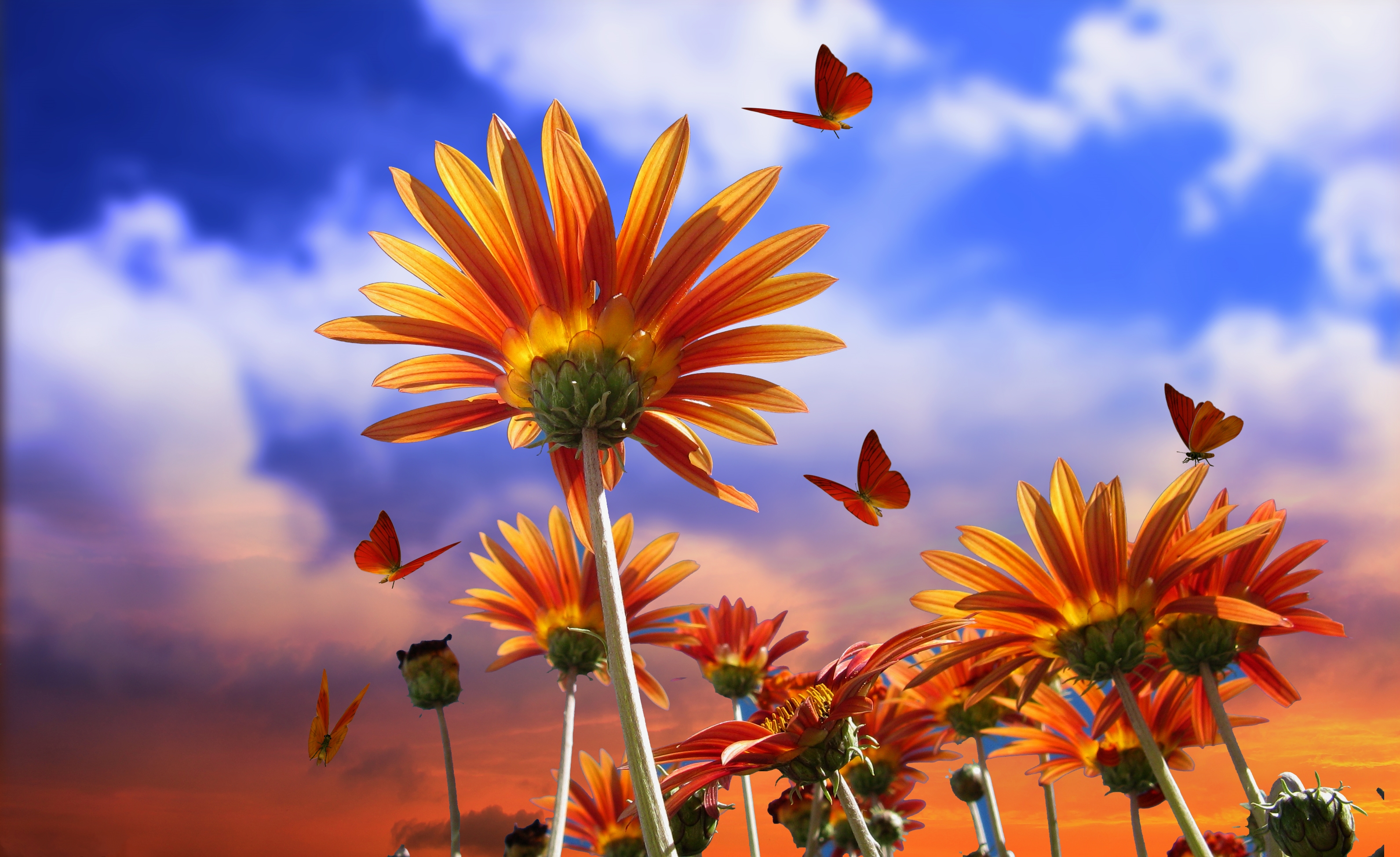 Laden Sie das Schmetterlinge, Blumen, Blume, Künstlerisch, Orangene Blume-Bild kostenlos auf Ihren PC-Desktop herunter