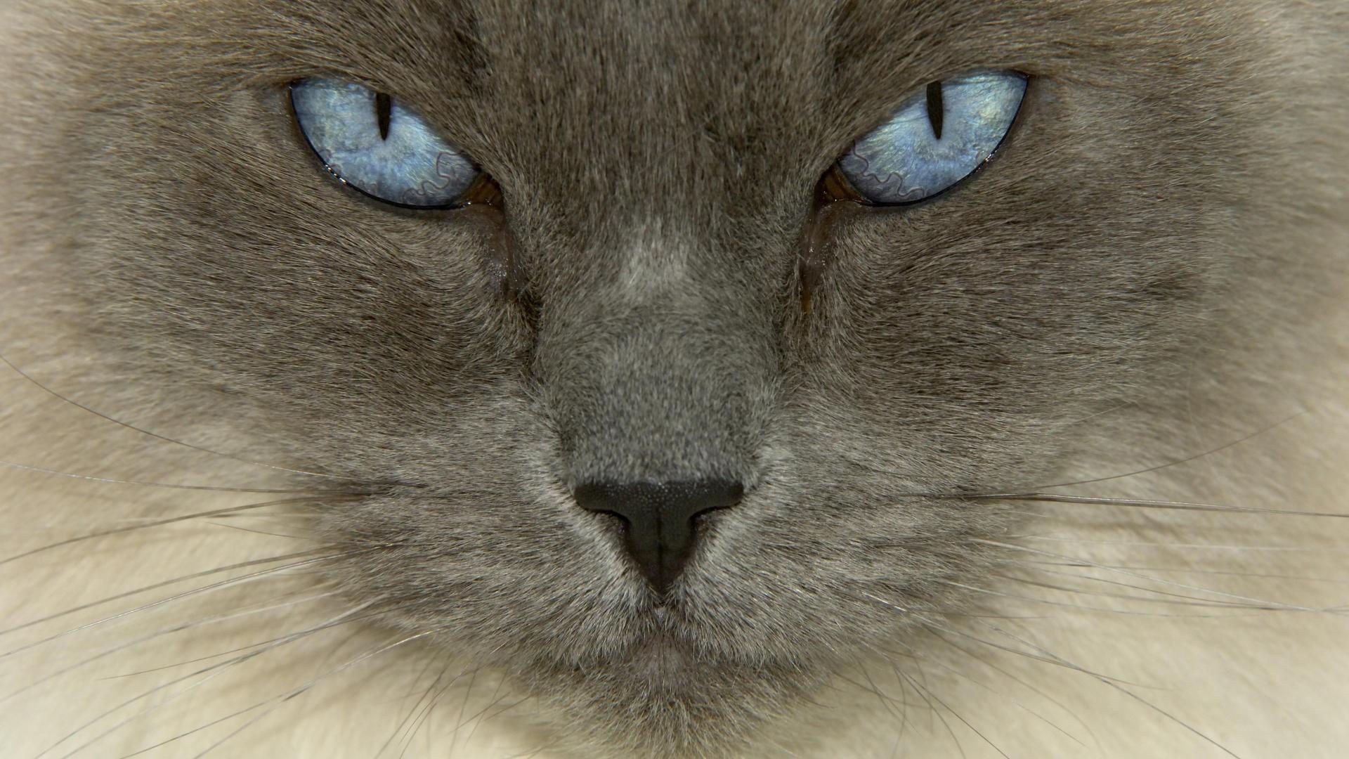 Descarga gratuita de fondo de pantalla para móvil de Animales, Gatos, Gato, De Cerca, Ojos Azules.