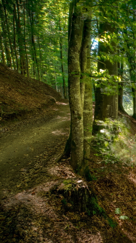 Descarga gratuita de fondo de pantalla para móvil de Naturaleza, Rio, Camino, Bosque, Sendero, Tierra/naturaleza.