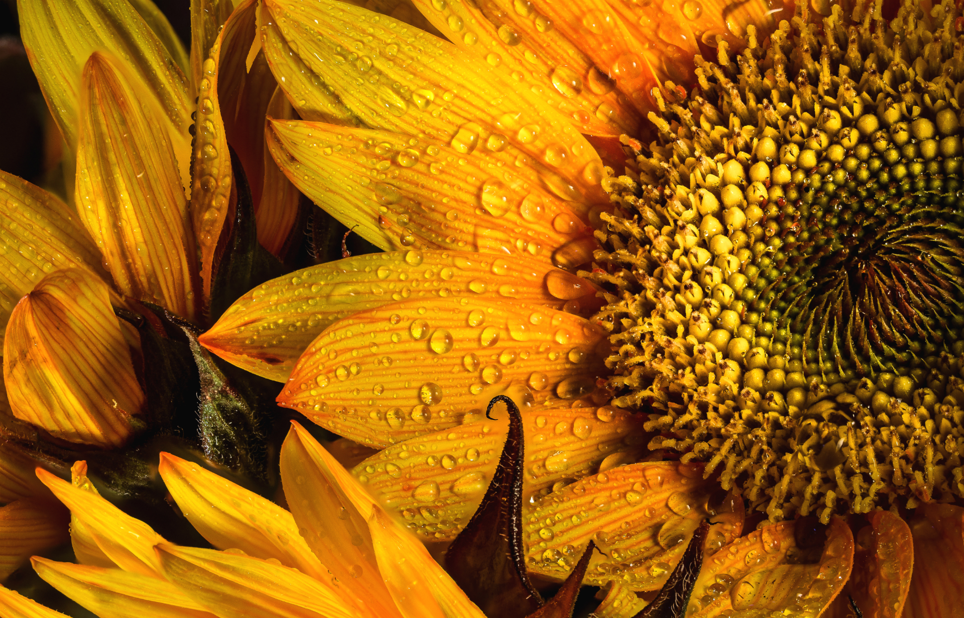 Handy-Wallpaper Blumen, Blume, Makro, Sonnenblume, Gelbe Blume, Wassertropfen, Erde/natur kostenlos herunterladen.