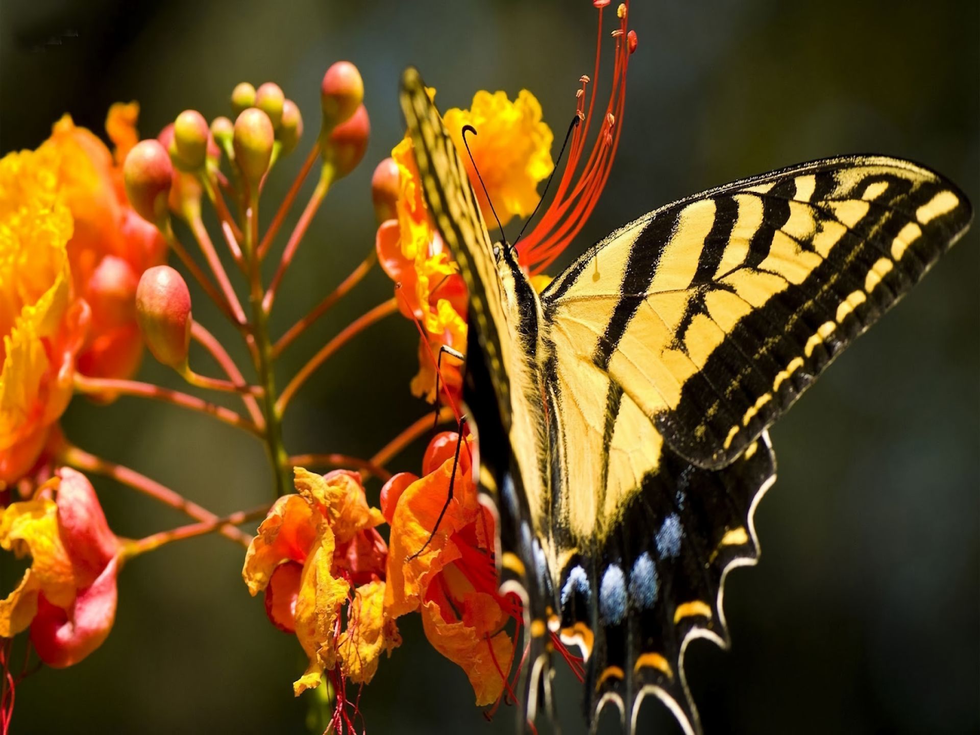 Free download wallpaper Flower, Butterfly, Animal on your PC desktop