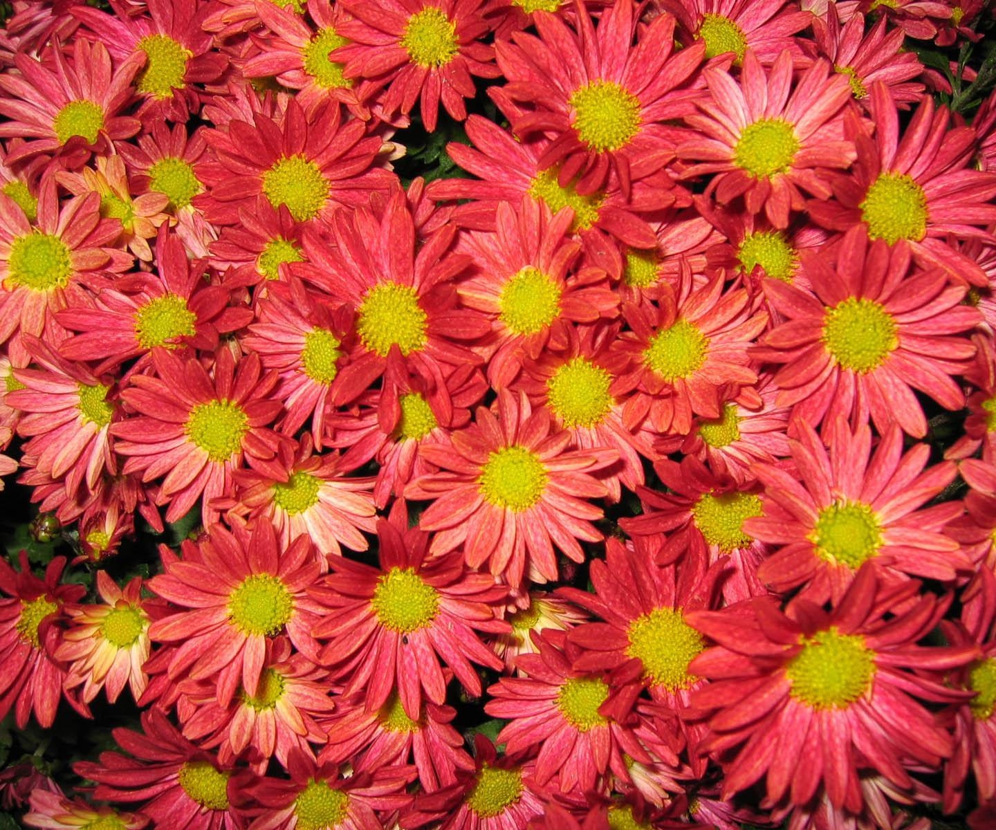 Descarga gratis la imagen Flores, Crisantemo, Pétalos, Ramo en el escritorio de tu PC