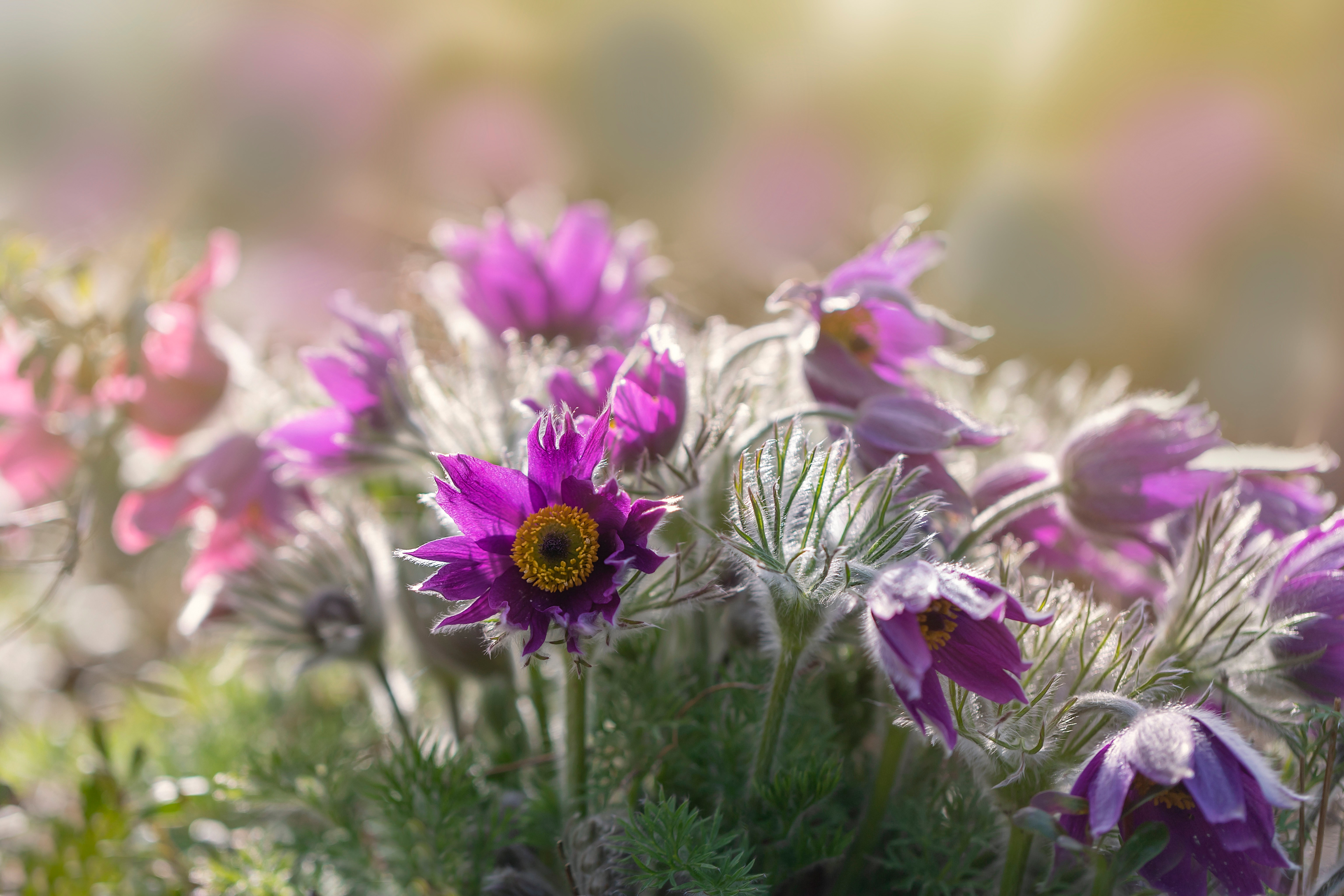 Descarga gratis la imagen Flores, Anémona, Tierra/naturaleza en el escritorio de tu PC