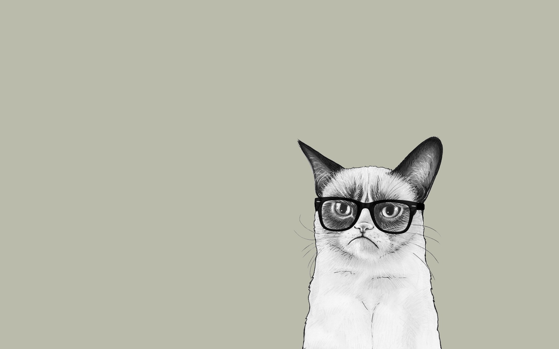 432243壁紙のダウンロードユーモア, ネコ, 気難しい猫, ミニマリスト, 猫-スクリーンセーバーと写真を無料で