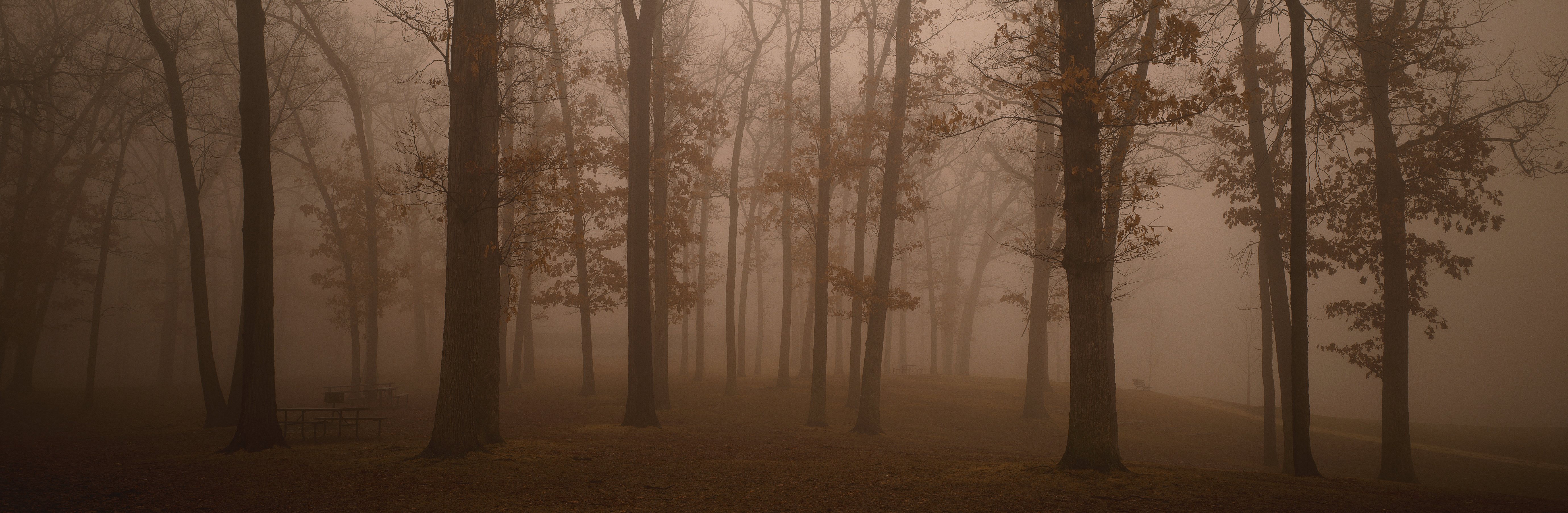 PCデスクトップに森, 霧, 地球画像を無料でダウンロード