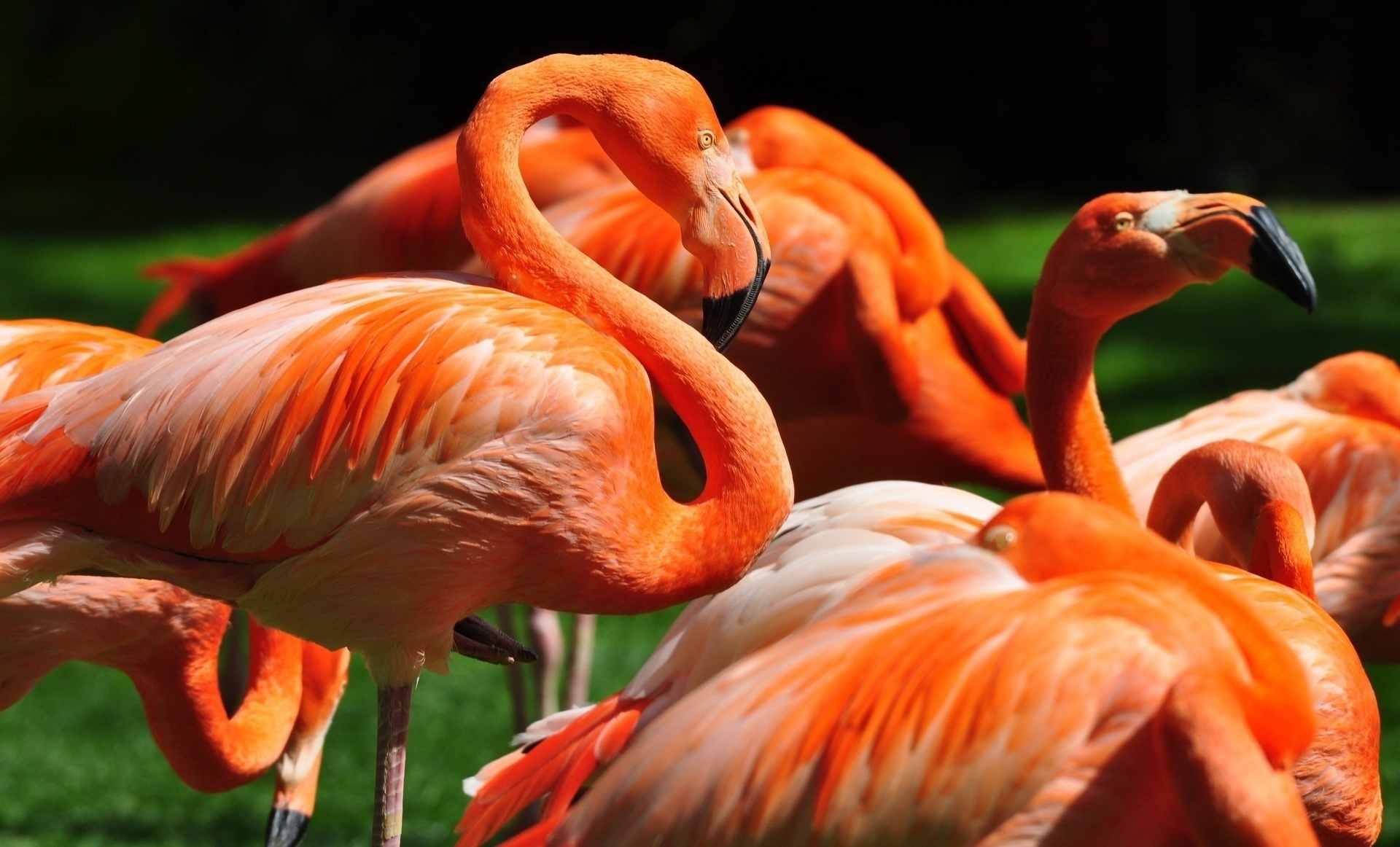 Baixar papel de parede para celular de Animais, Flamingo gratuito.
