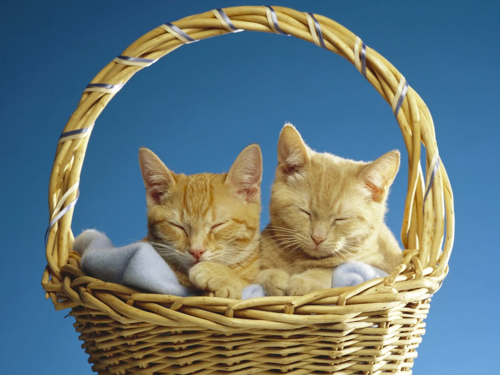58484 скачать обои коты, животные, пара, сон, корзина - заставки и картинки бесплатно