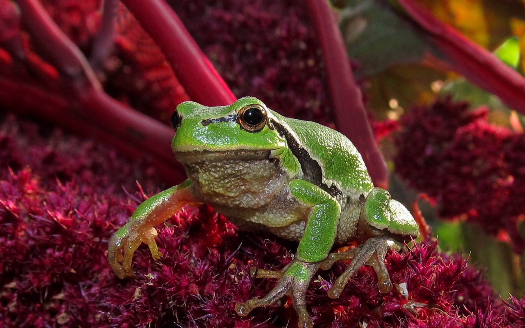 123324画像をダウンロード動物, 草, カエル, 緑, 蛙-壁紙とスクリーンセーバーを無料で